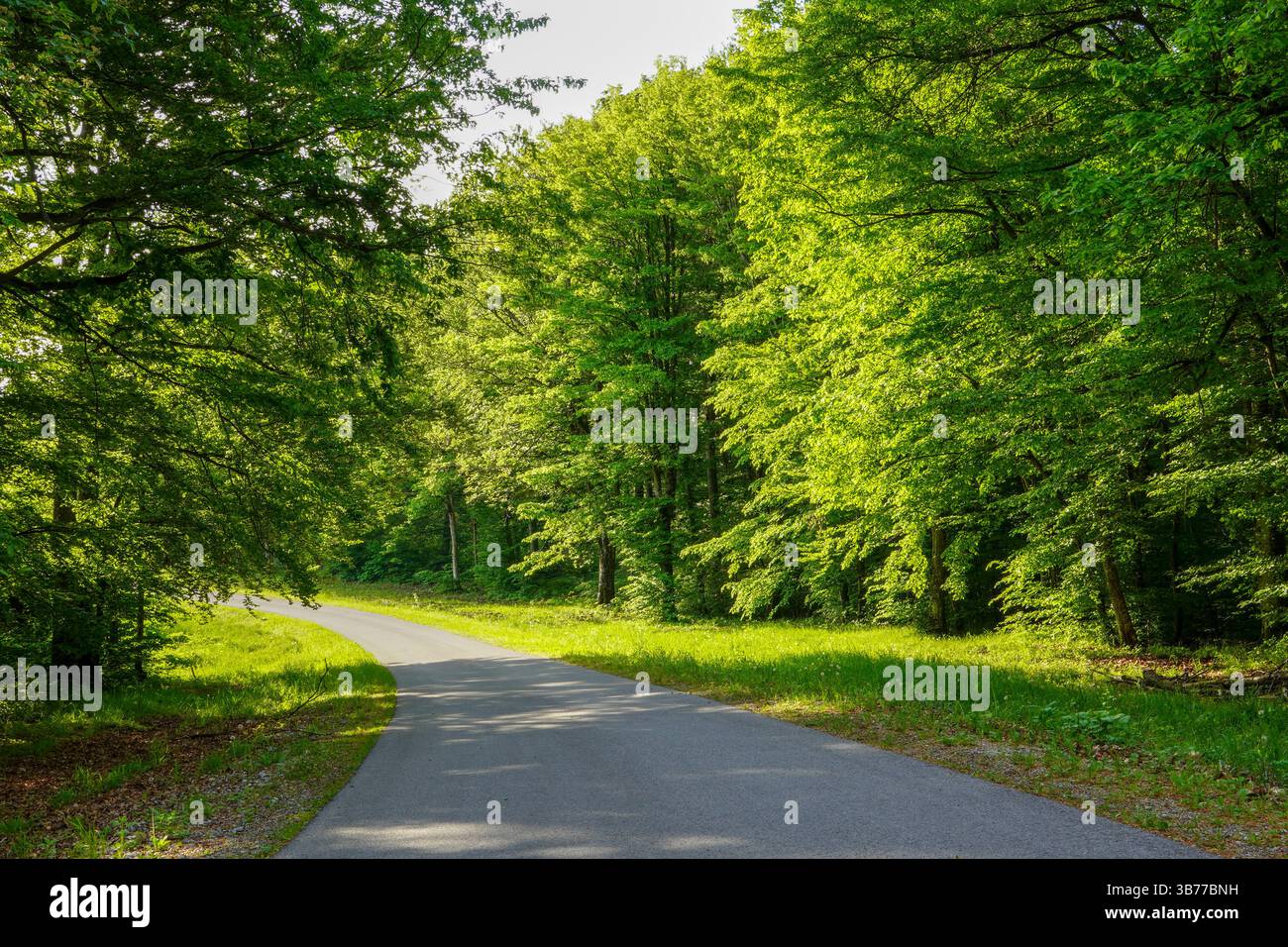 An empty winding road through green trees. Stock Photo