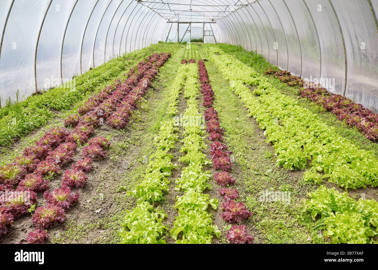Organic lettuce grown in a polytunnel. Stock Photo