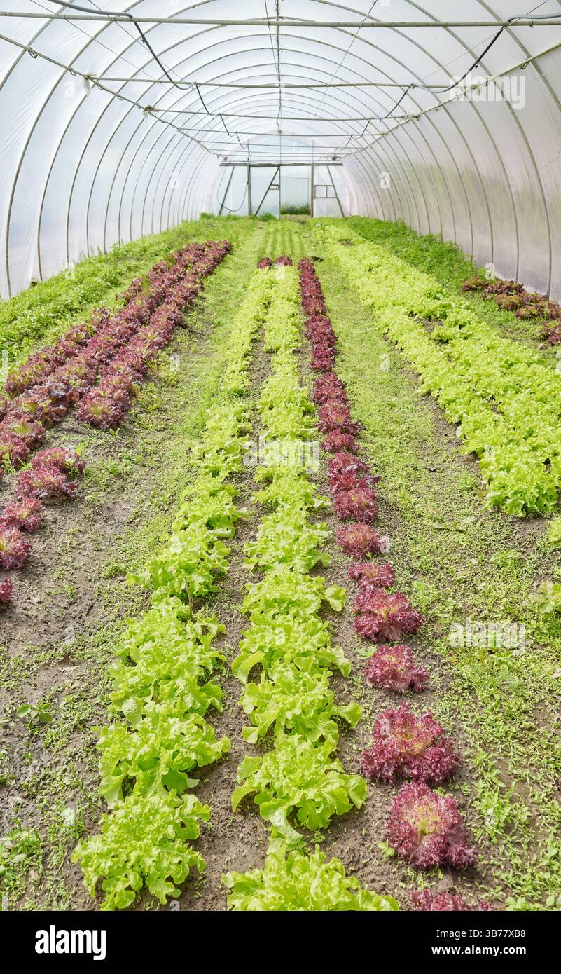 Organic lettuce grown in a polytunnel. Stock Photo
