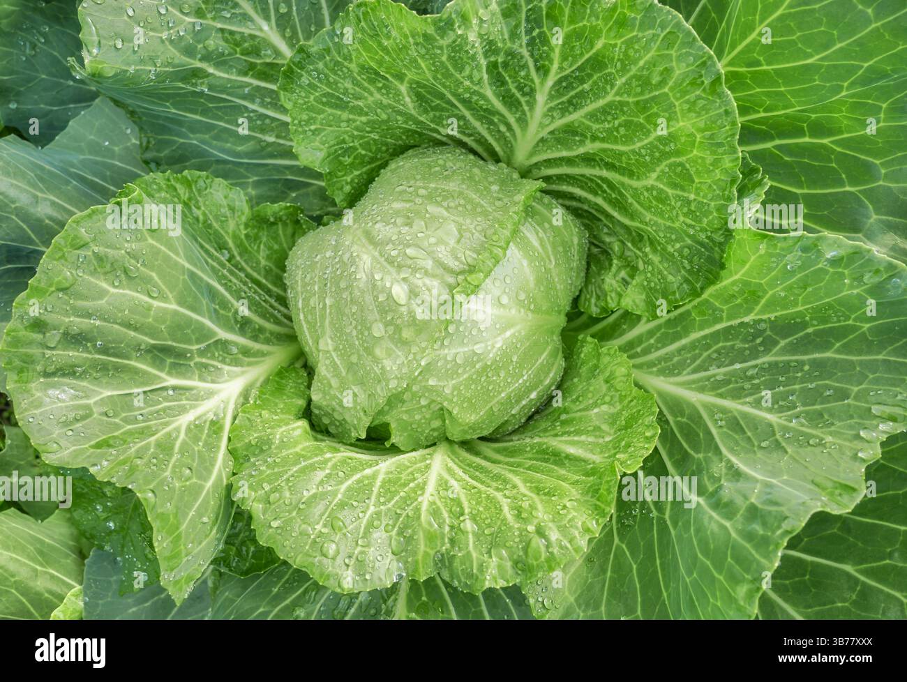 Close up of cabbage on an organic plantation, selective focus. Stock Photo