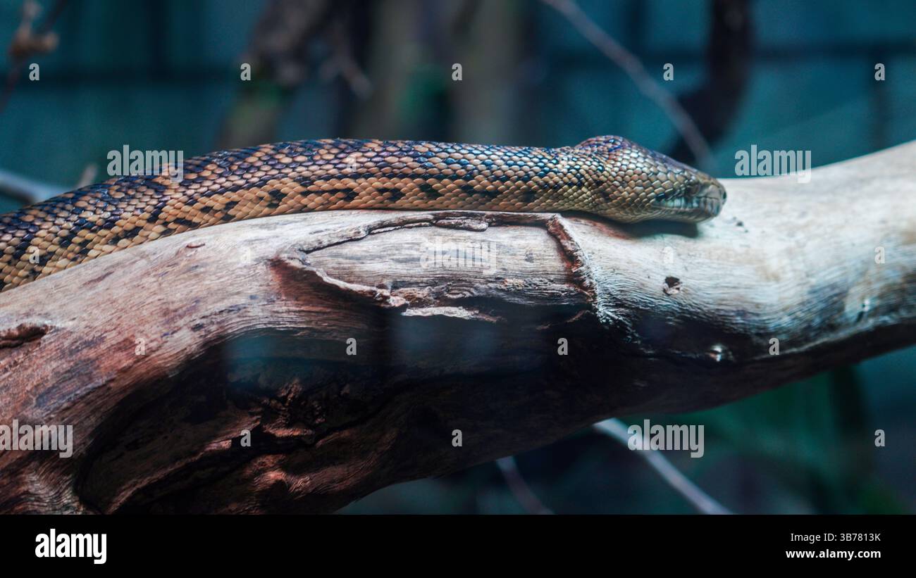 A madagascan tree boa slithers along a branch with its scales ...