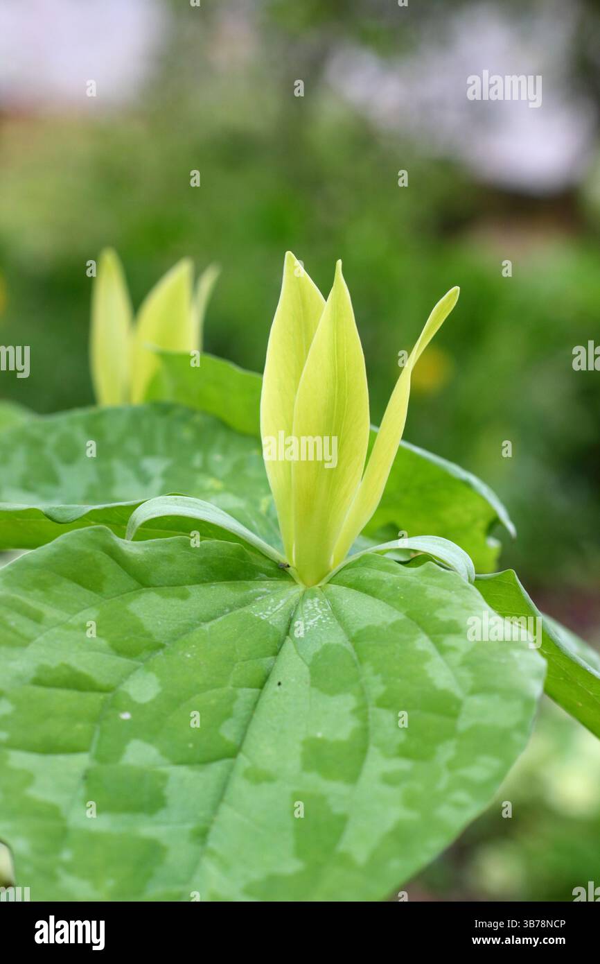 Trillium luteum, or Yellow wood trillium, a shade loving perennial with single yellow flower, in a woodland garden. UK Stock Photo