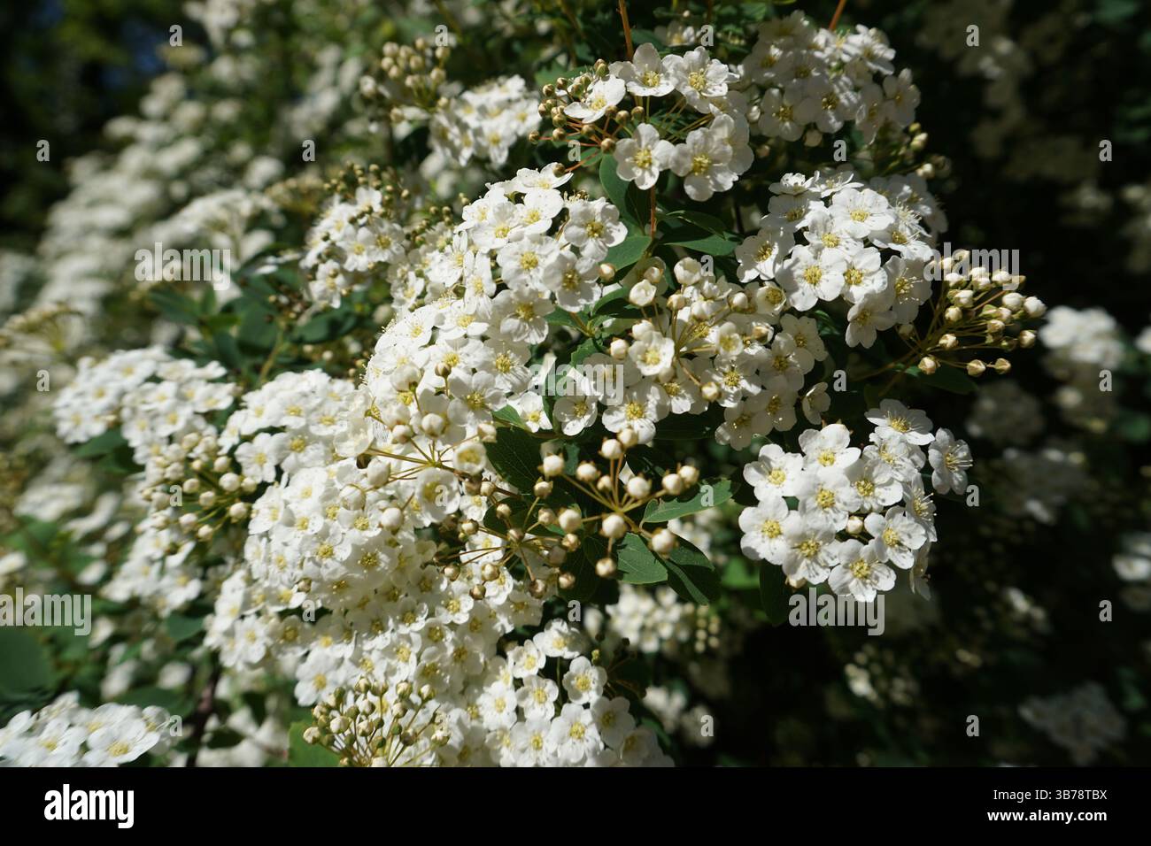760+ Reeves Spiraea Stock Photos, Pictures & Royalty-Free