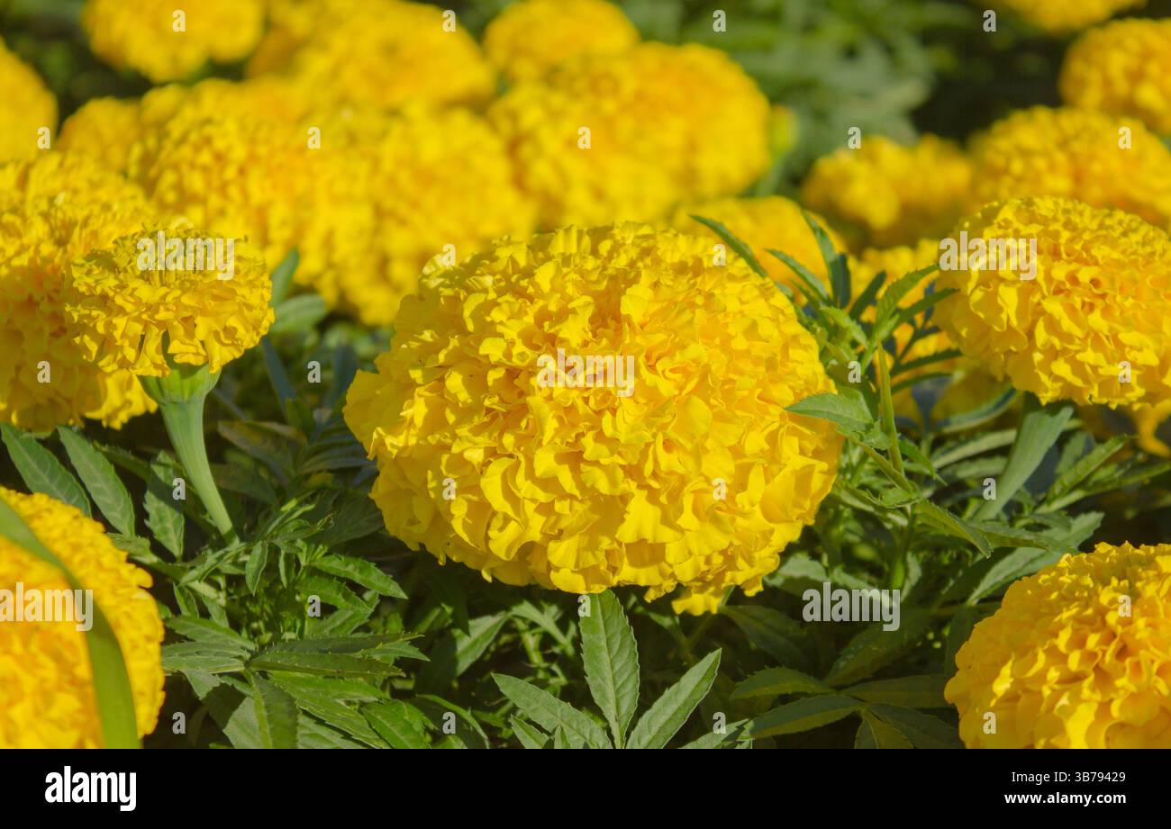 Close-up of Bright Yellow Marigold Flower in the Garden. Bright Yellow Marigolds bloom in the sunlight. Vibrant Nature background. Stock Photo