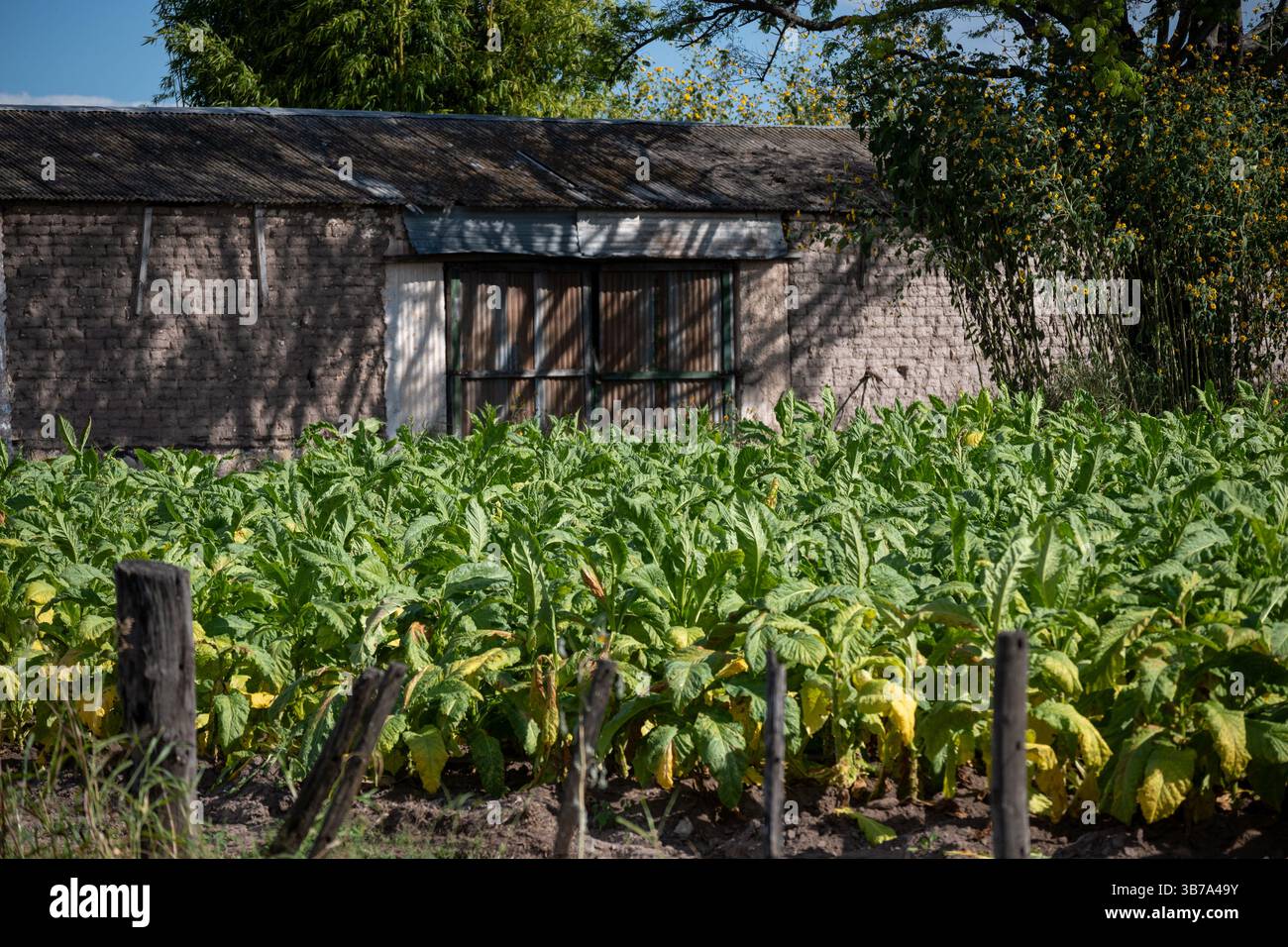 Virginia agriculture tobacco hi-res stock photography and images - Page 2