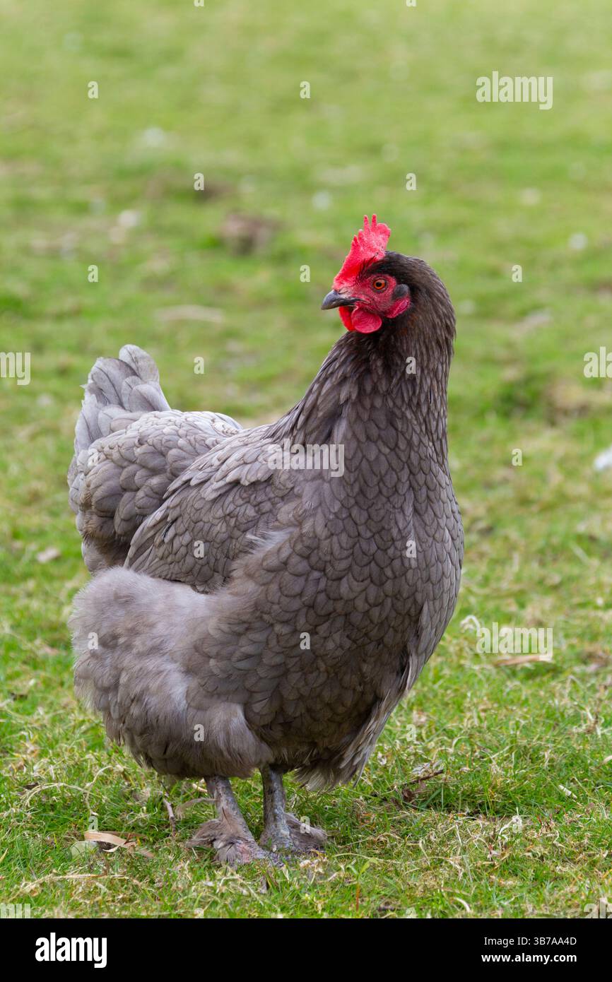 Chicken gallus gallus domesticus hi-res stock photography and