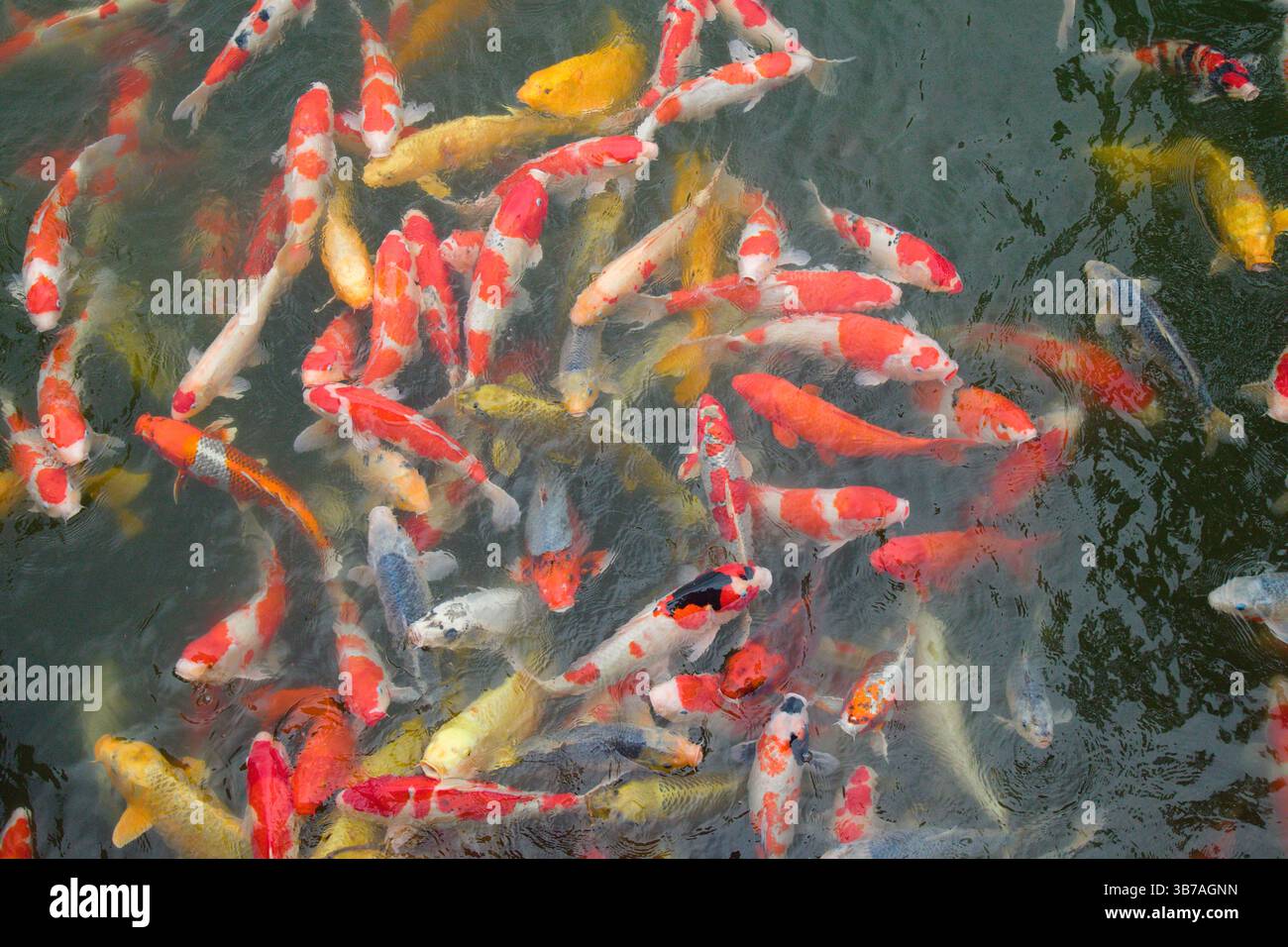 Japan, Shikoku, Takamatsu, Ritsurin-koen, garden, koi, carp, Stock Photo