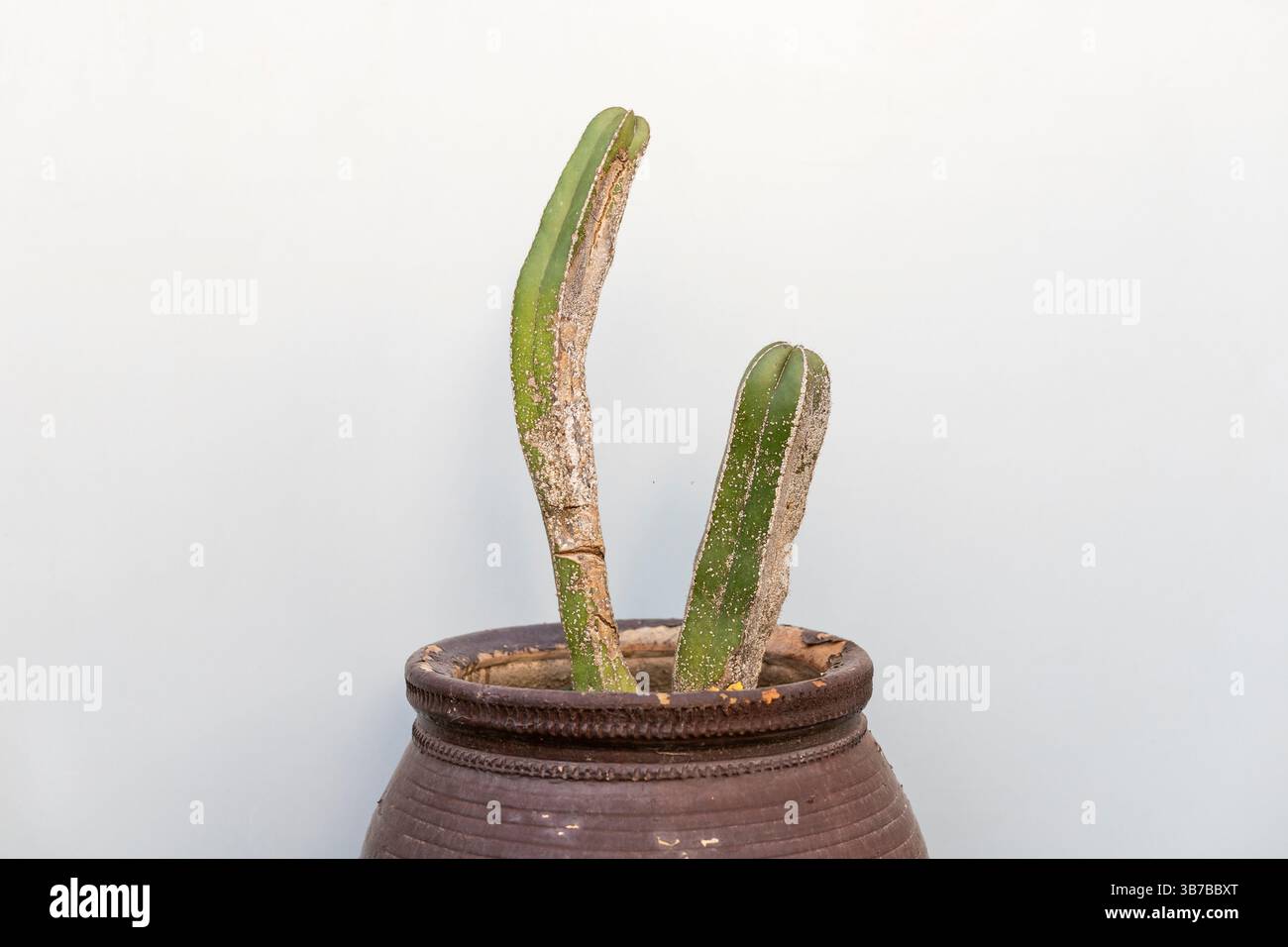 Lophocereus marginatus or Mexican fencepost cactus infested with ...