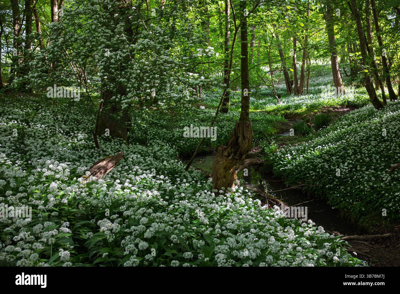 garlic woodland on the high weald near mountfield in east  sussex south east england UK Stock Photo