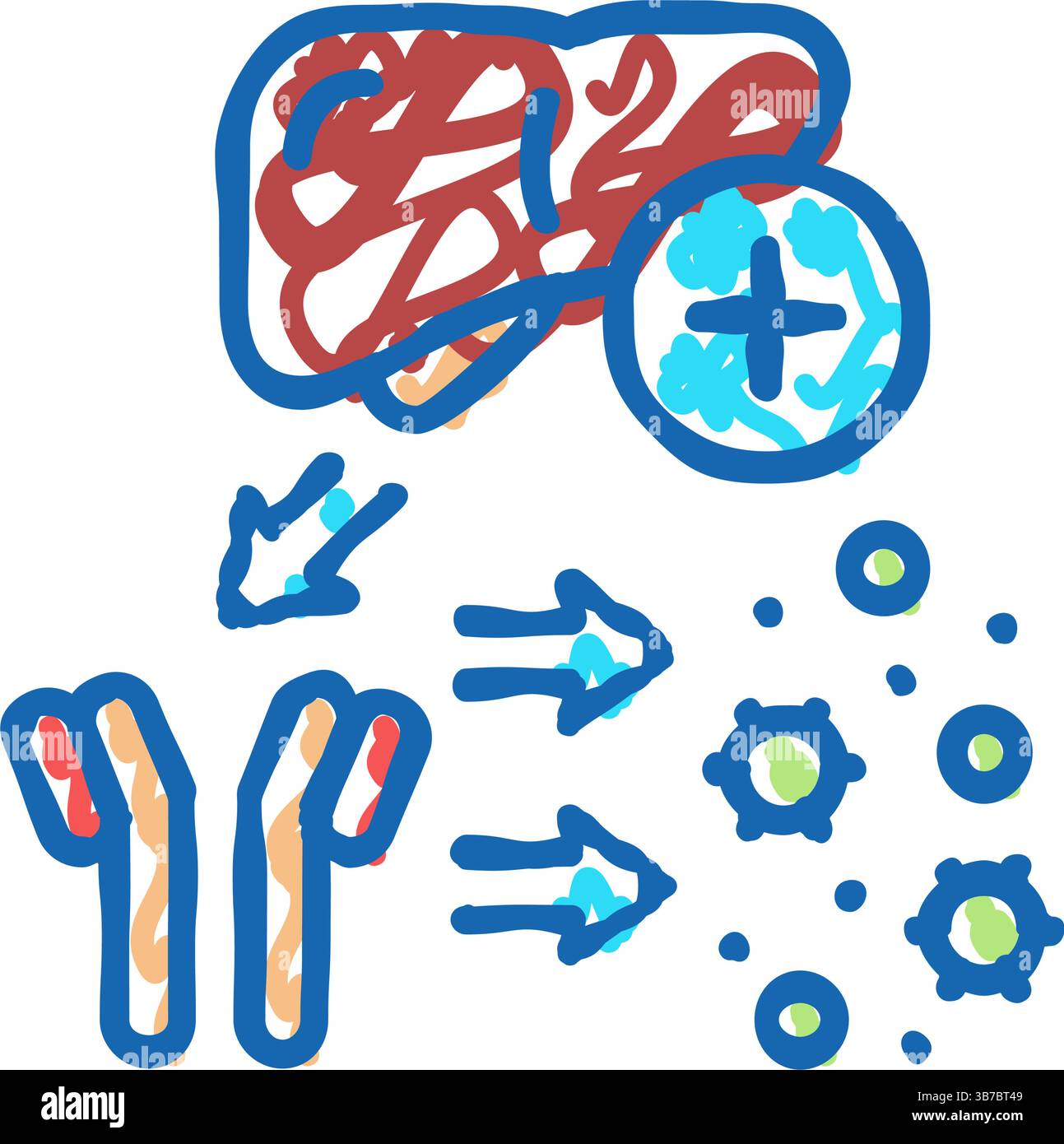 Complement immune system hi-res stock photography and images - Alamy