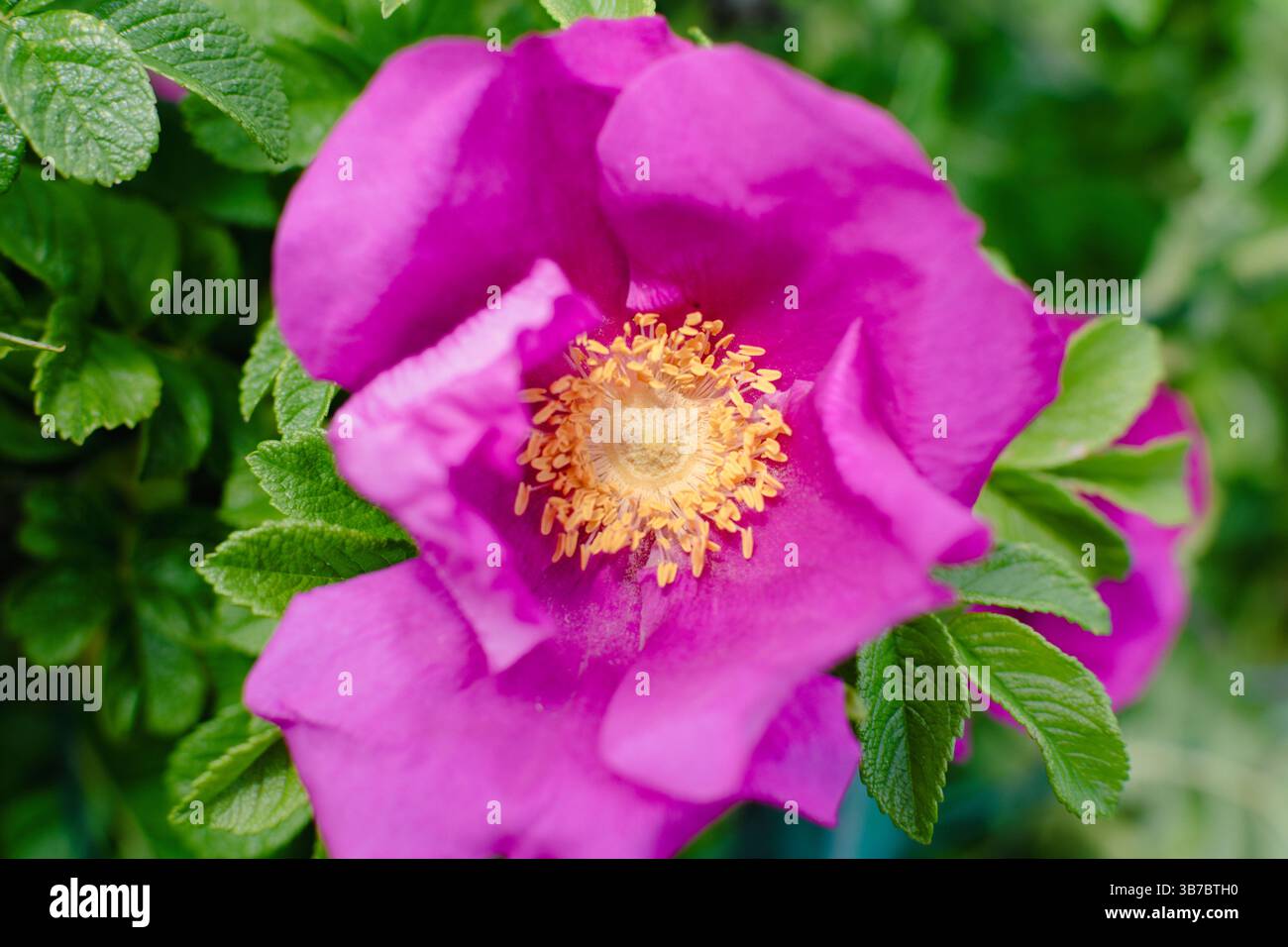 Rugosa rose old flower powerful hi-res stock photography and images - Alamy