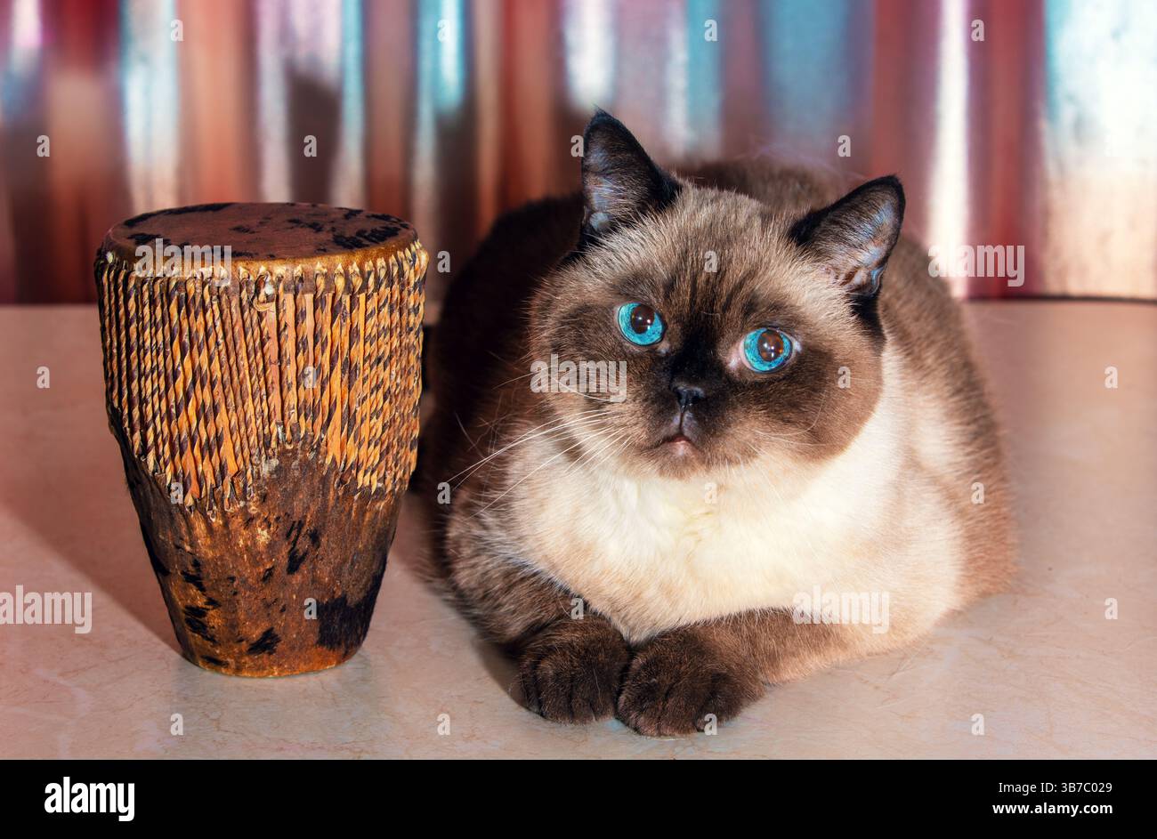 Cat with a musical instrument. Cute lying brown seal point cat with African style folk tribal drum Stock Photo