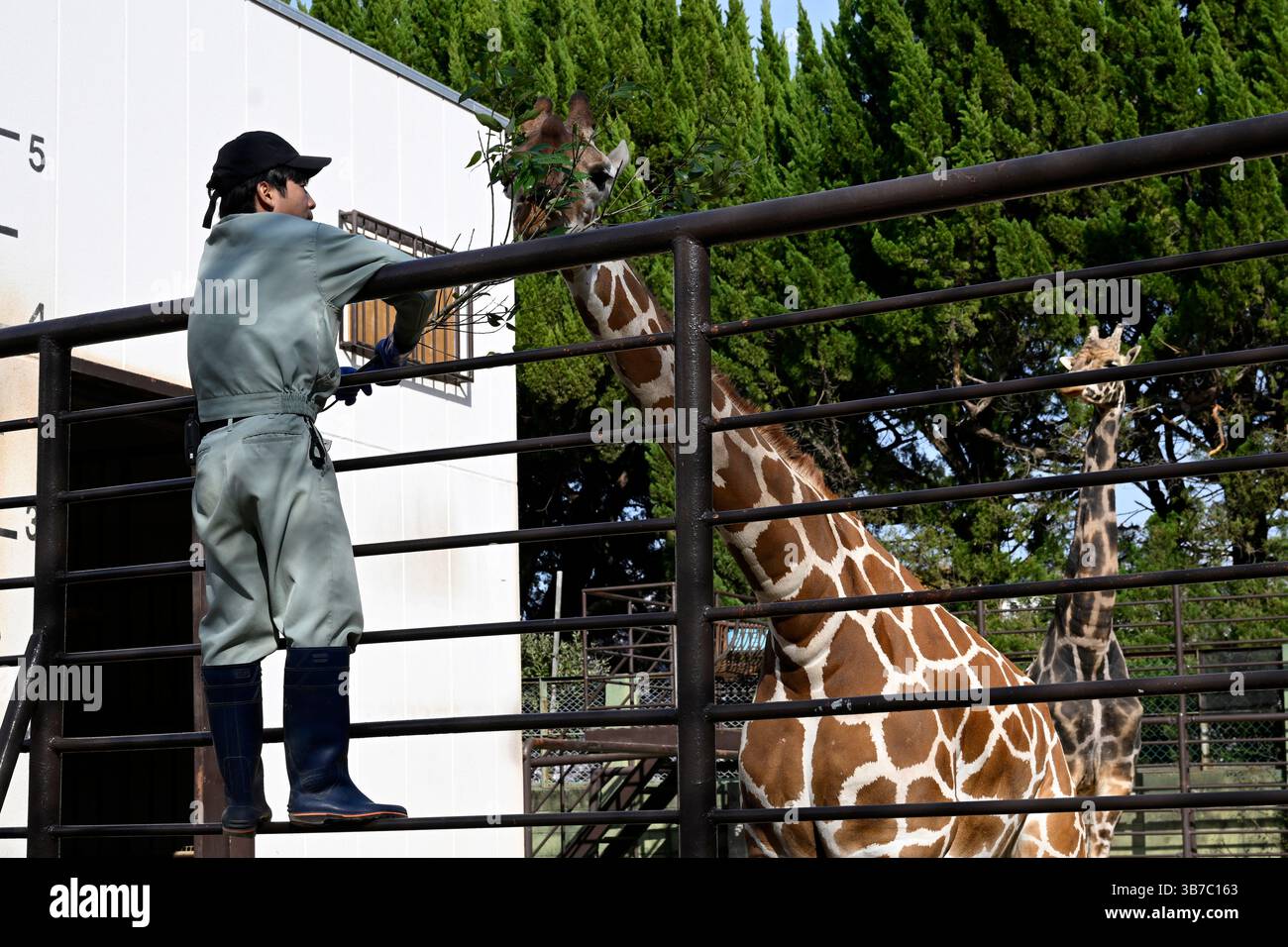 Zoo japan hi-res stock photography and images - Alamy