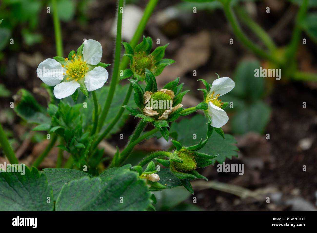 Strawberry plant flowers Stock Photo - Alamy