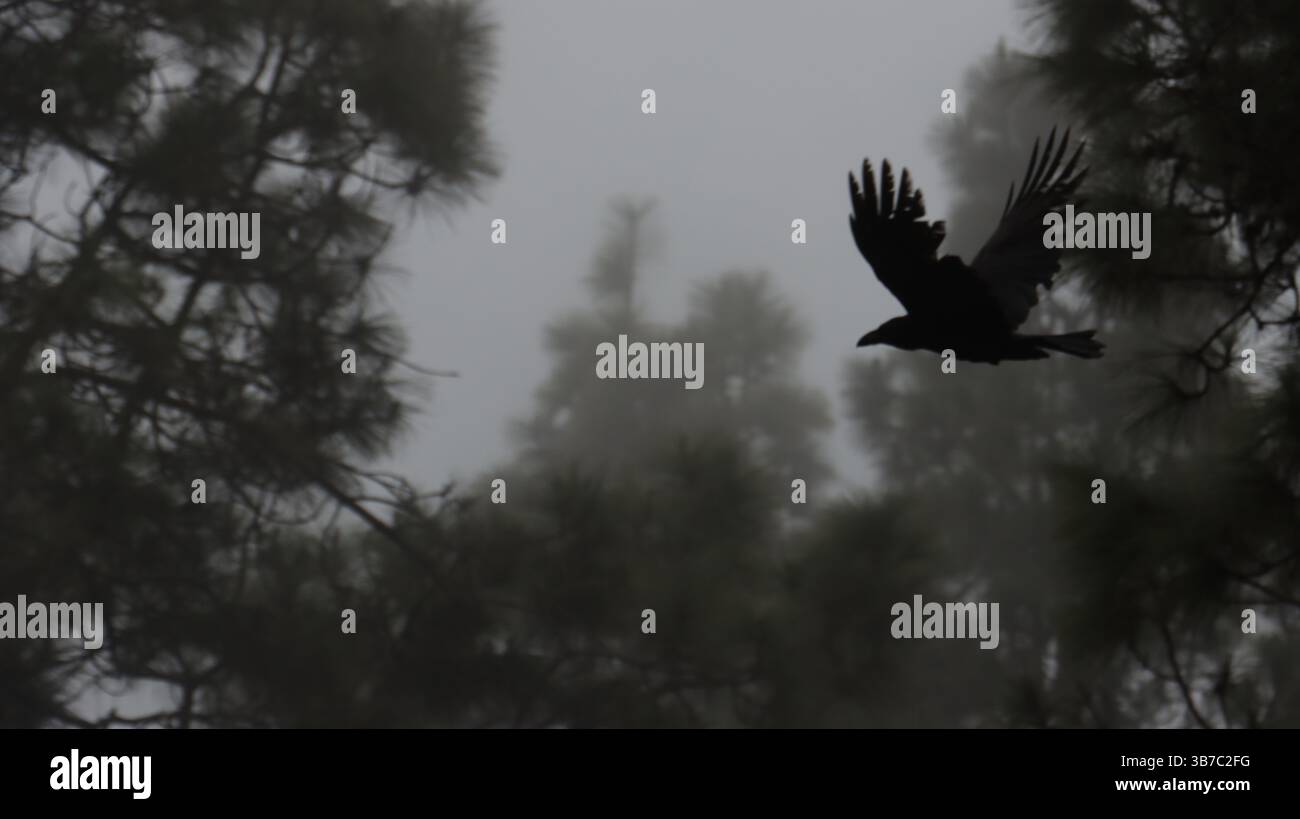 silhouette of a crow flying in a gloomy, foggy forest. The raven Stock ...