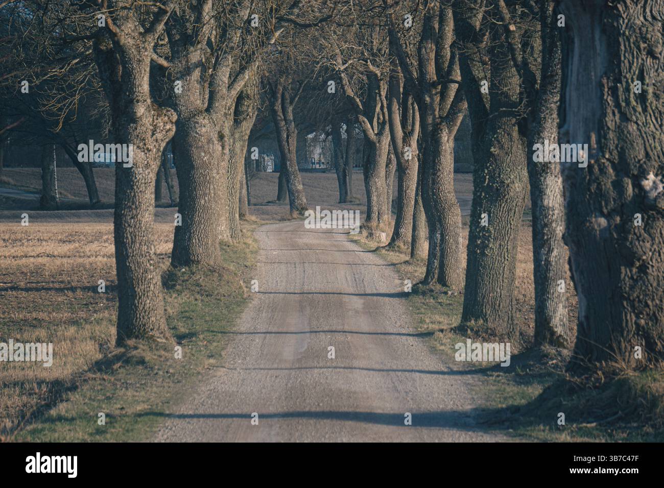 Road with trees at both sides hi-res stock photography and images - Alamy