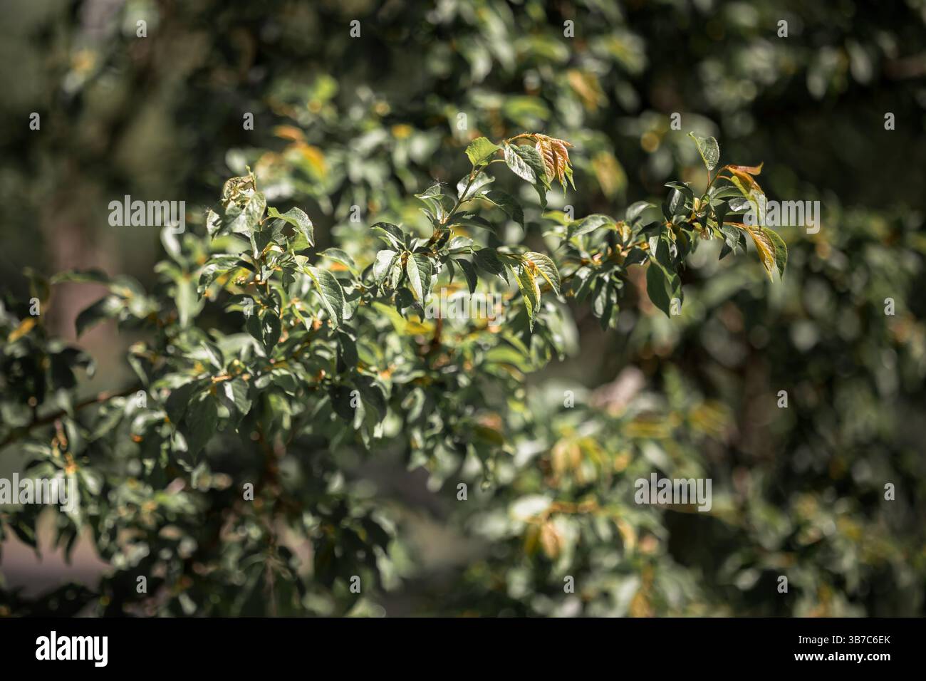 A background image that calms you down, green grasses bathed in sunlight. Stock Photo