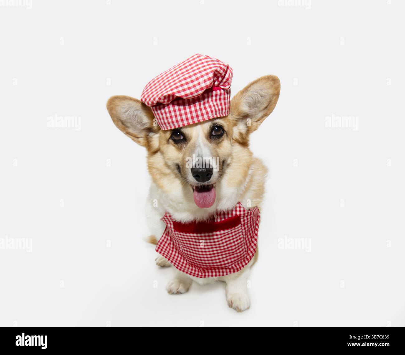 Pet chef. Hungry corgi Pembroke welsh puppy dog cooking with a hat and apron. Isolated on white background Stock Photo