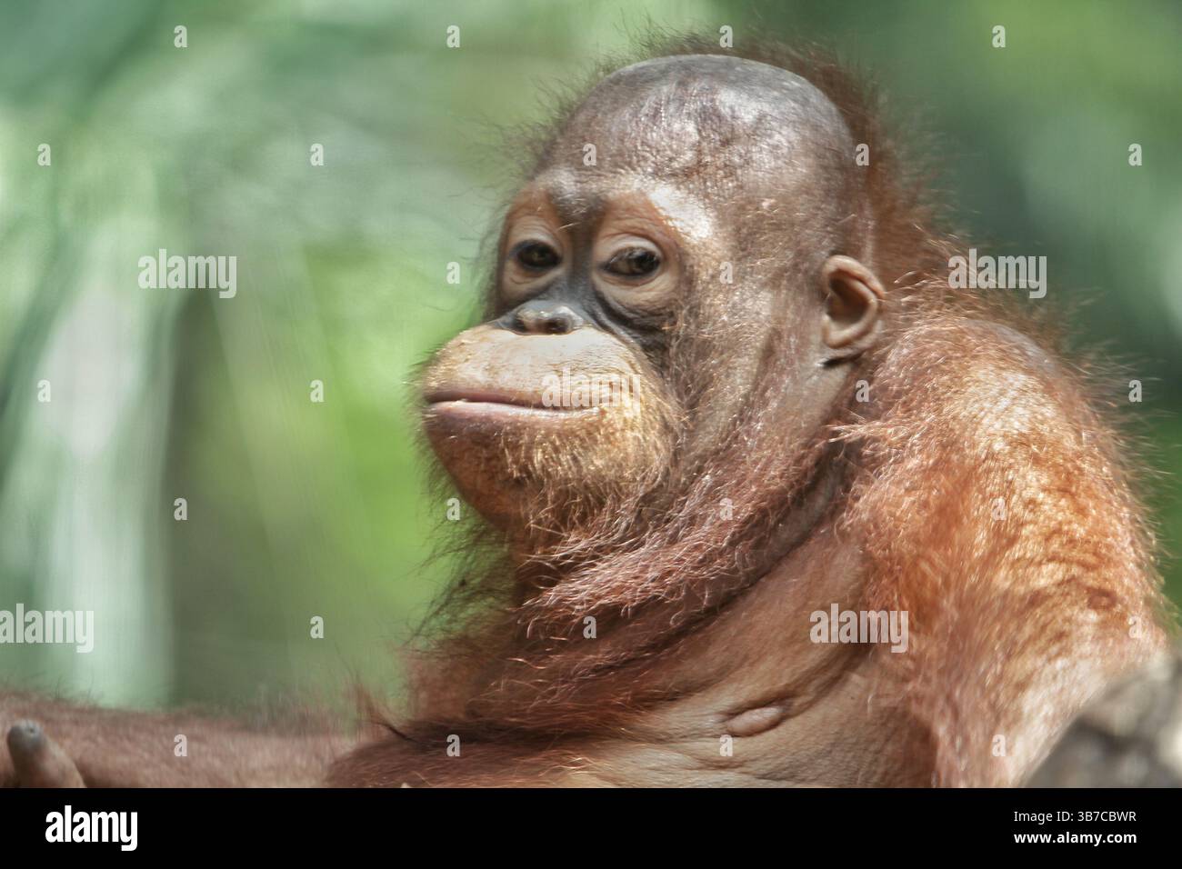 Primate ecosystem hi-res stock photography and images - Alamy