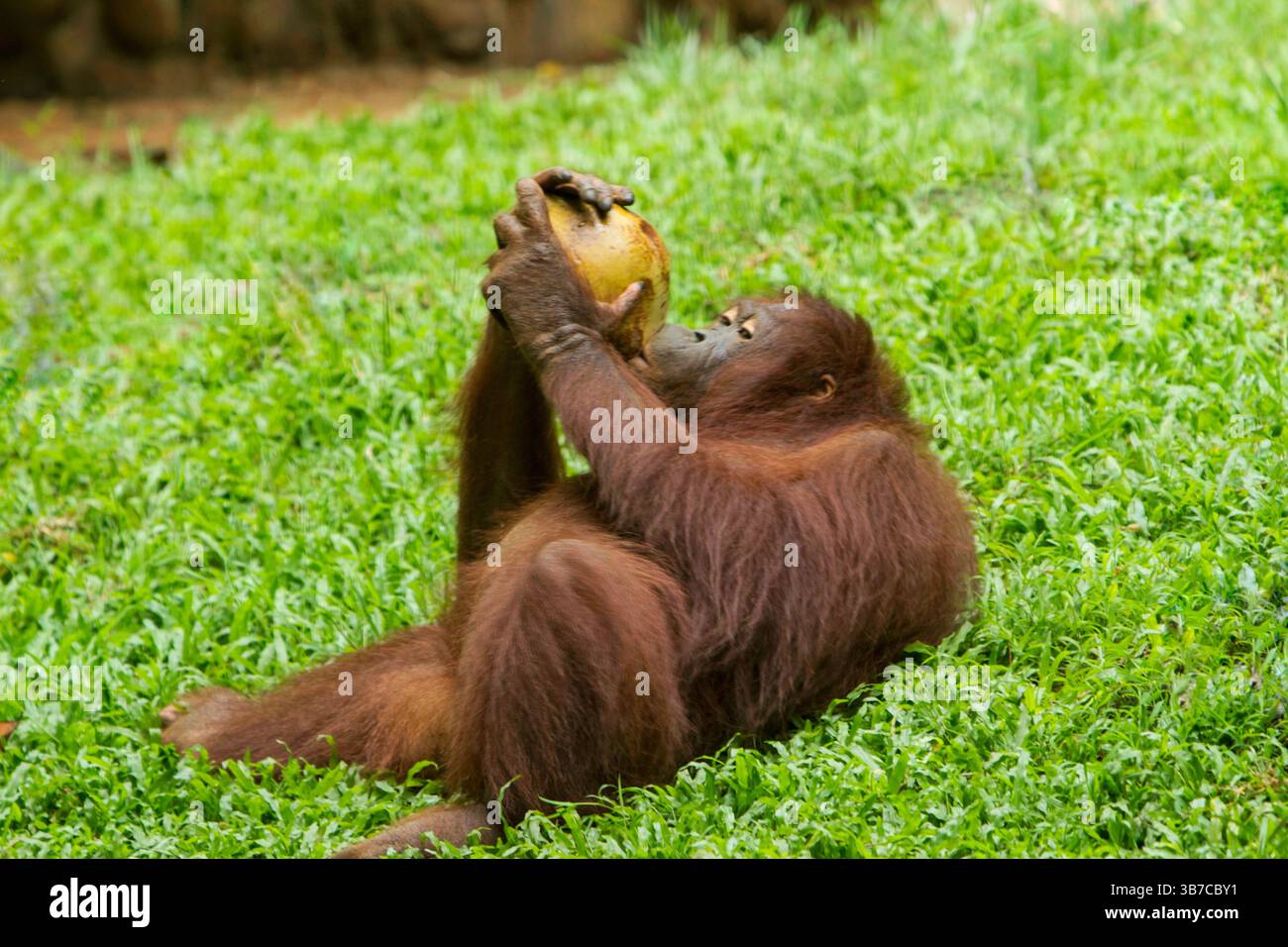 Primate ecosystem hi-res stock photography and images - Alamy