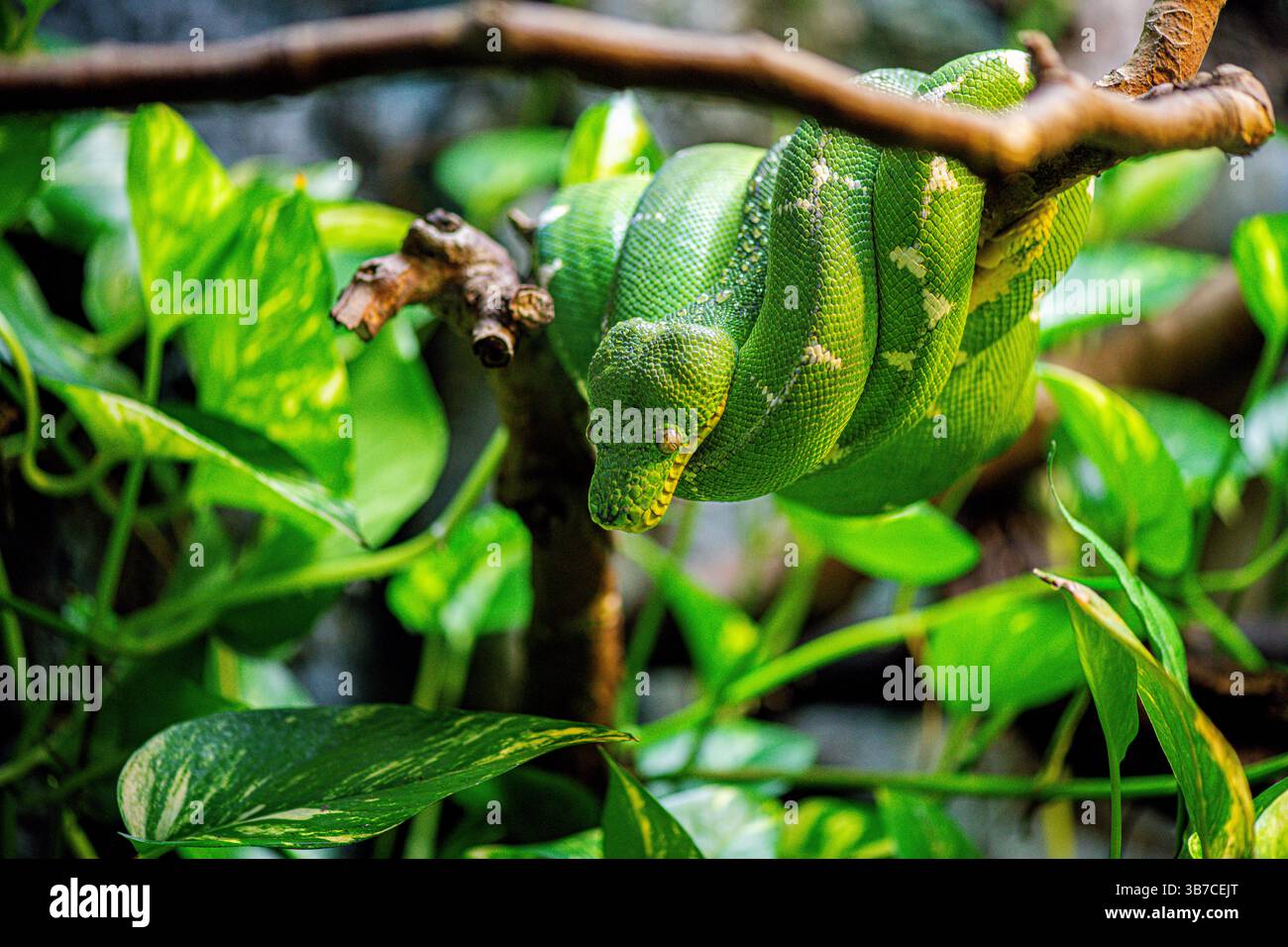 Green tree python exotic hi-res stock photography and images - Alamy