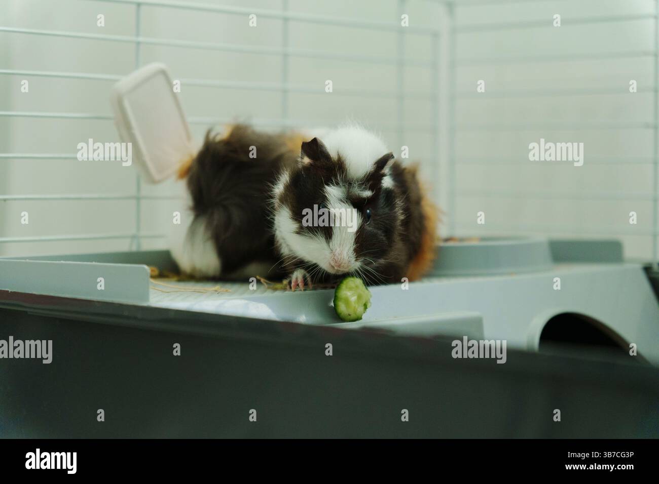 Guinea Pig Homemade Cucumber Slices Reference: Guinea Pig Peeks Out Of Its Cozy Habitat While Enjoying