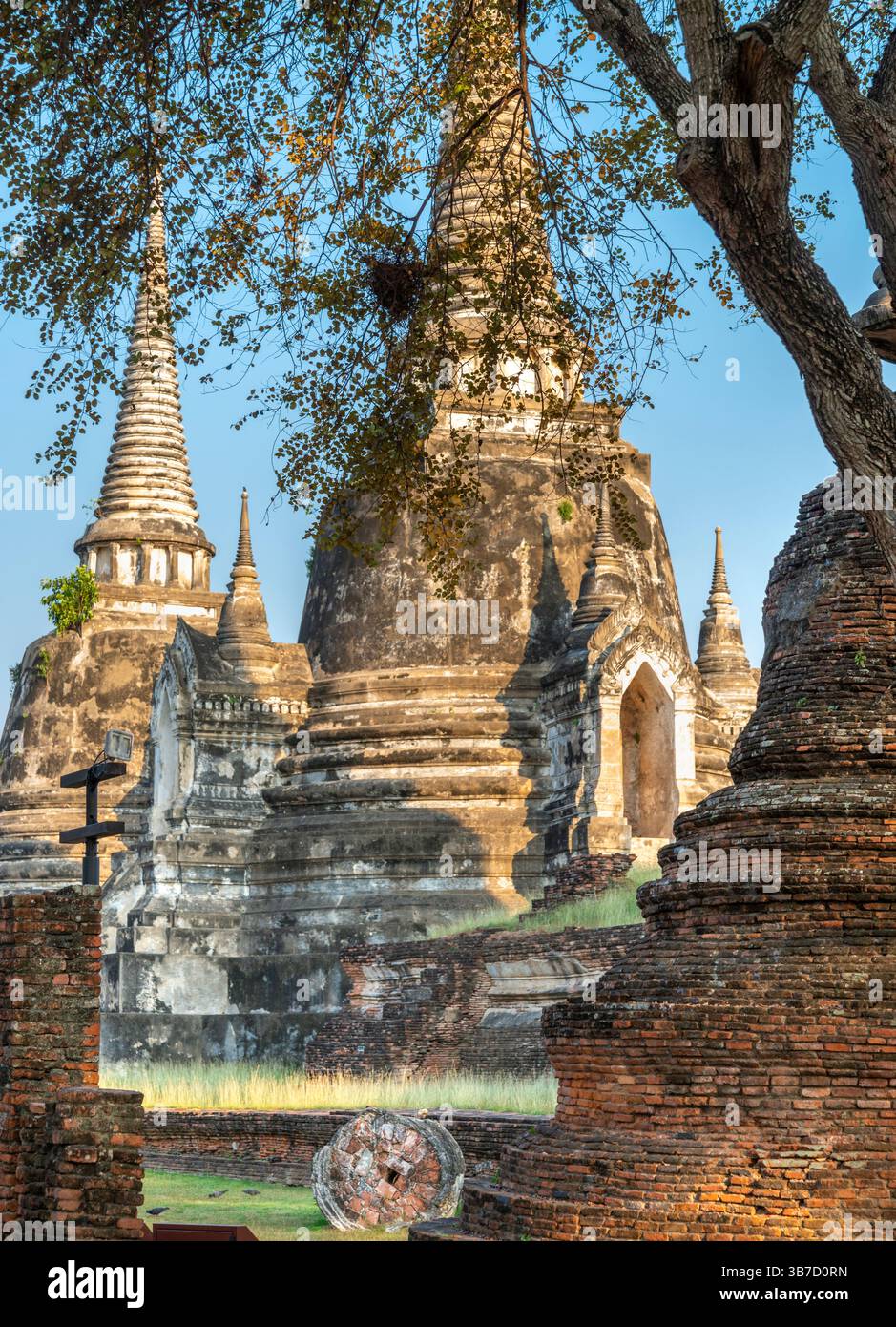 Part of the extensive temple grounds and important historic site,with many old trees growing through the ancient tiled floors,with surrounding brickwo Stock Photo