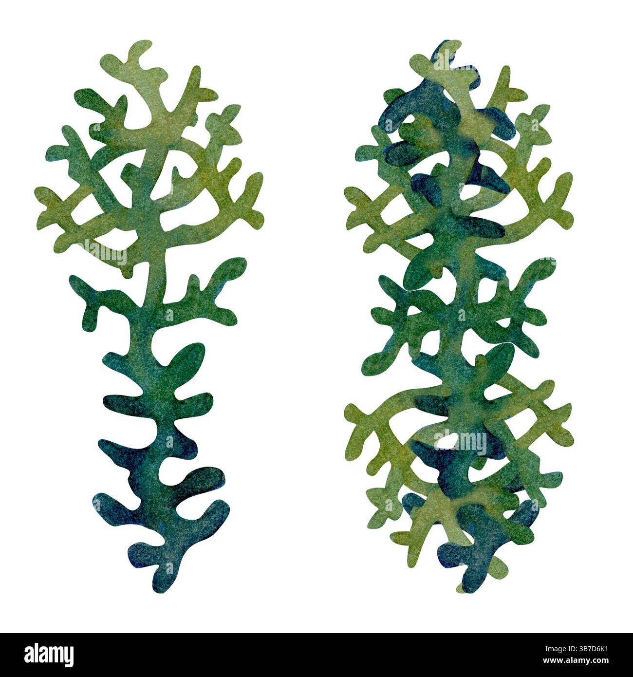 Fire coral, inhabitant of coral reefs. Watercolor illustration of ...