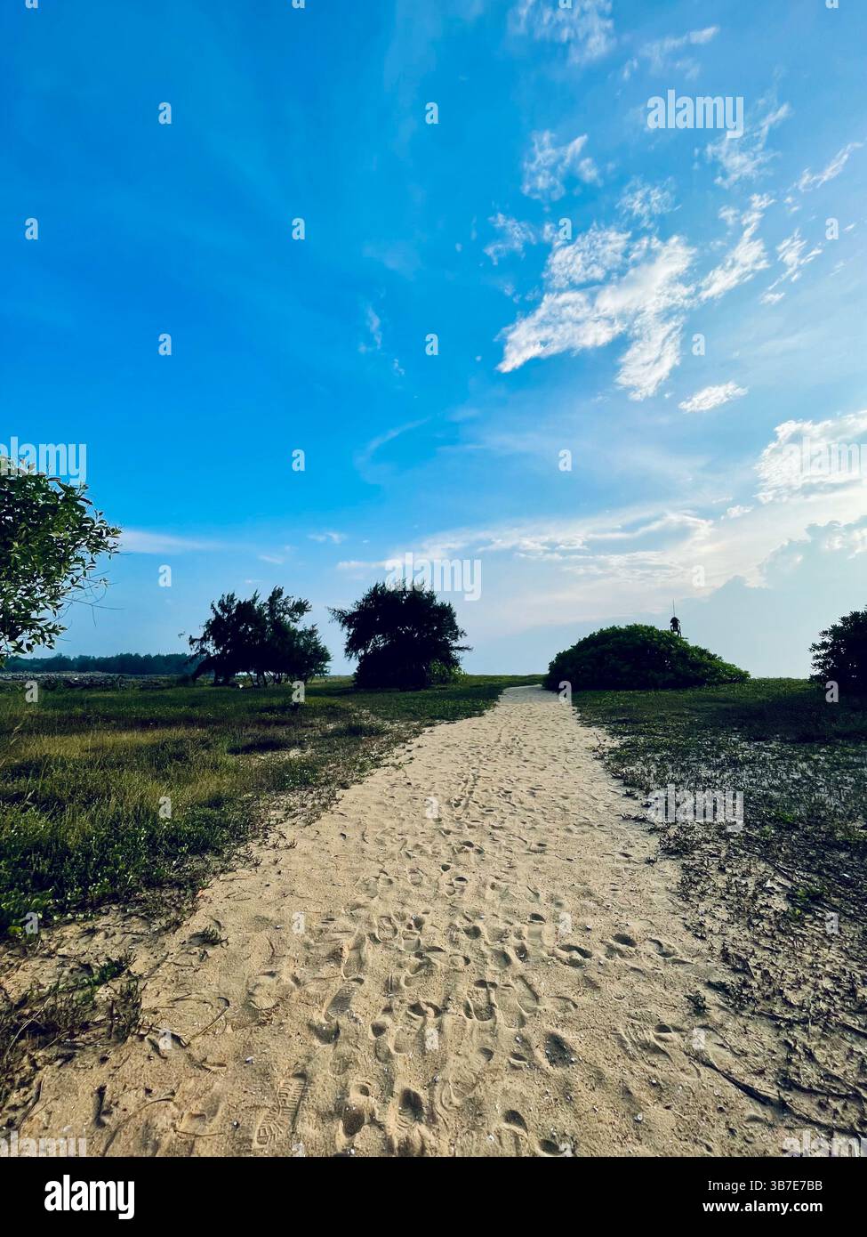 earth laughs in flowers. where the wild things and adopted by nature .sunshine mixed with little hurricanes and Kerala beach side view - Smartphone Captured Stock Image