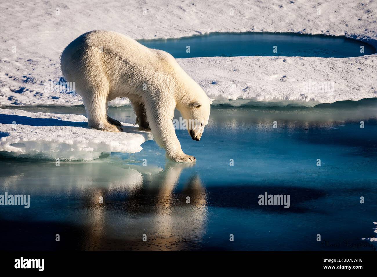 Polar bear testing the waters, Arctic Circle, Greenland Stock Photo