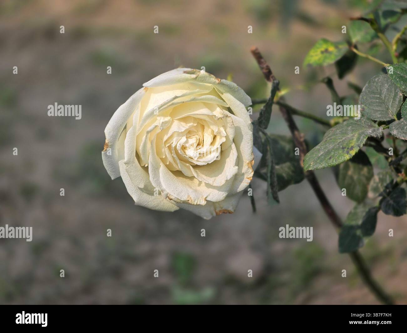 A single white rose bloom with a hint of pale yellow exuding tranquility and grace in nature - Smartphone Captured Stock Image