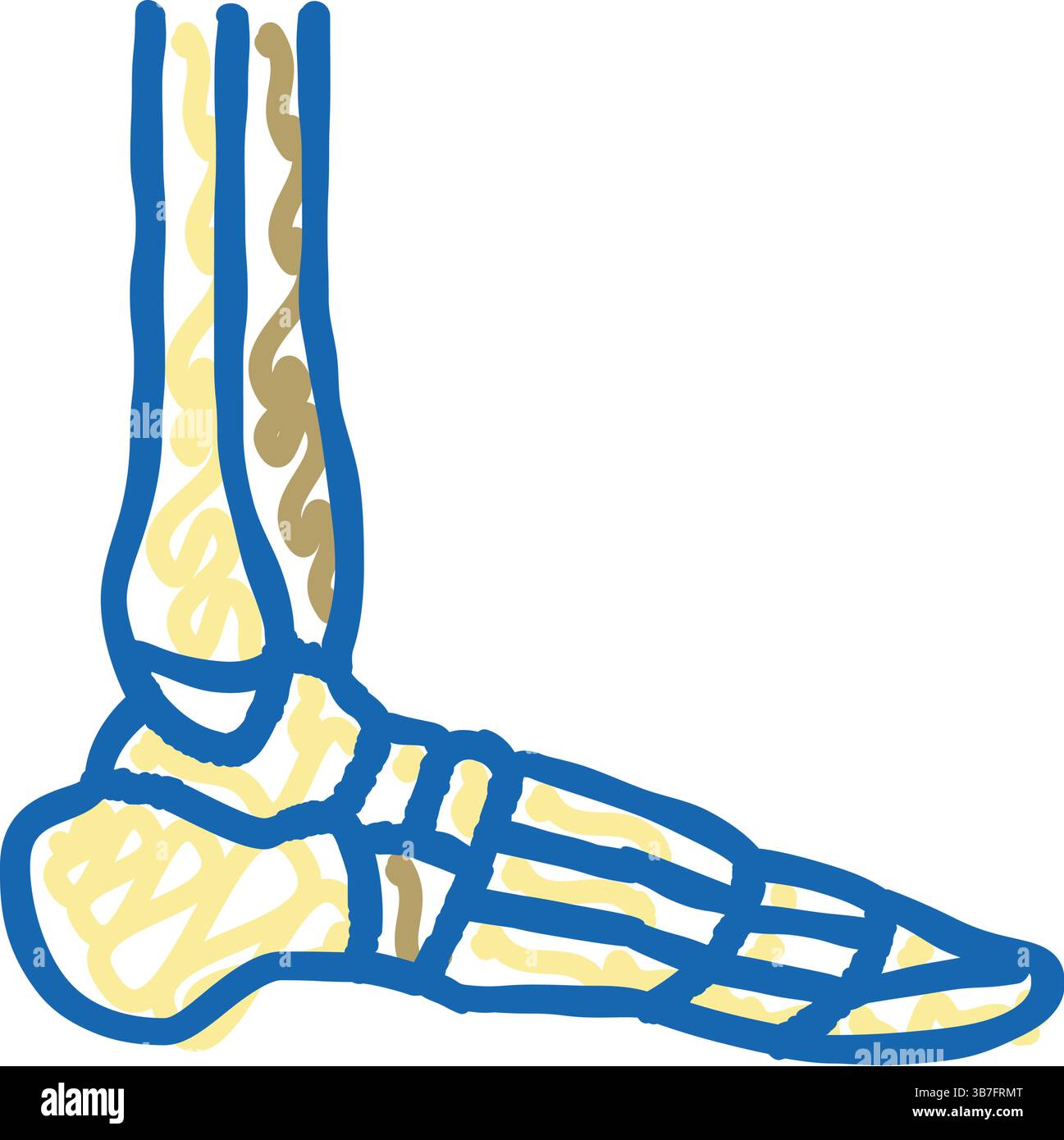 ankle bone icon doodle illustration Stock Vector Image & Art - Alamy