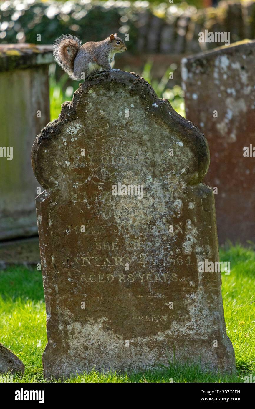 Eastern gray squirrel (Sciurus carolinensis) sitting on old gravestone, Trinity Church graveyard, Stratford-upon-Avon, Warwickshire, England, Great Br Stock Photo
