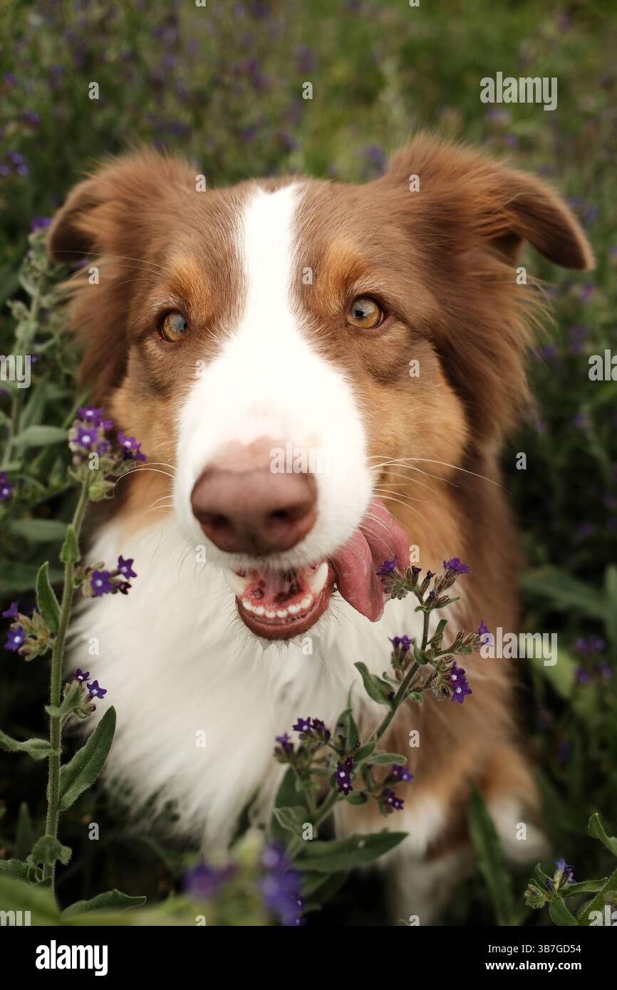 Golden Retriever 'in Her Happy Place' When Surrounded by Sheep Melts Hearts  - Newsweek, image size:866x1390