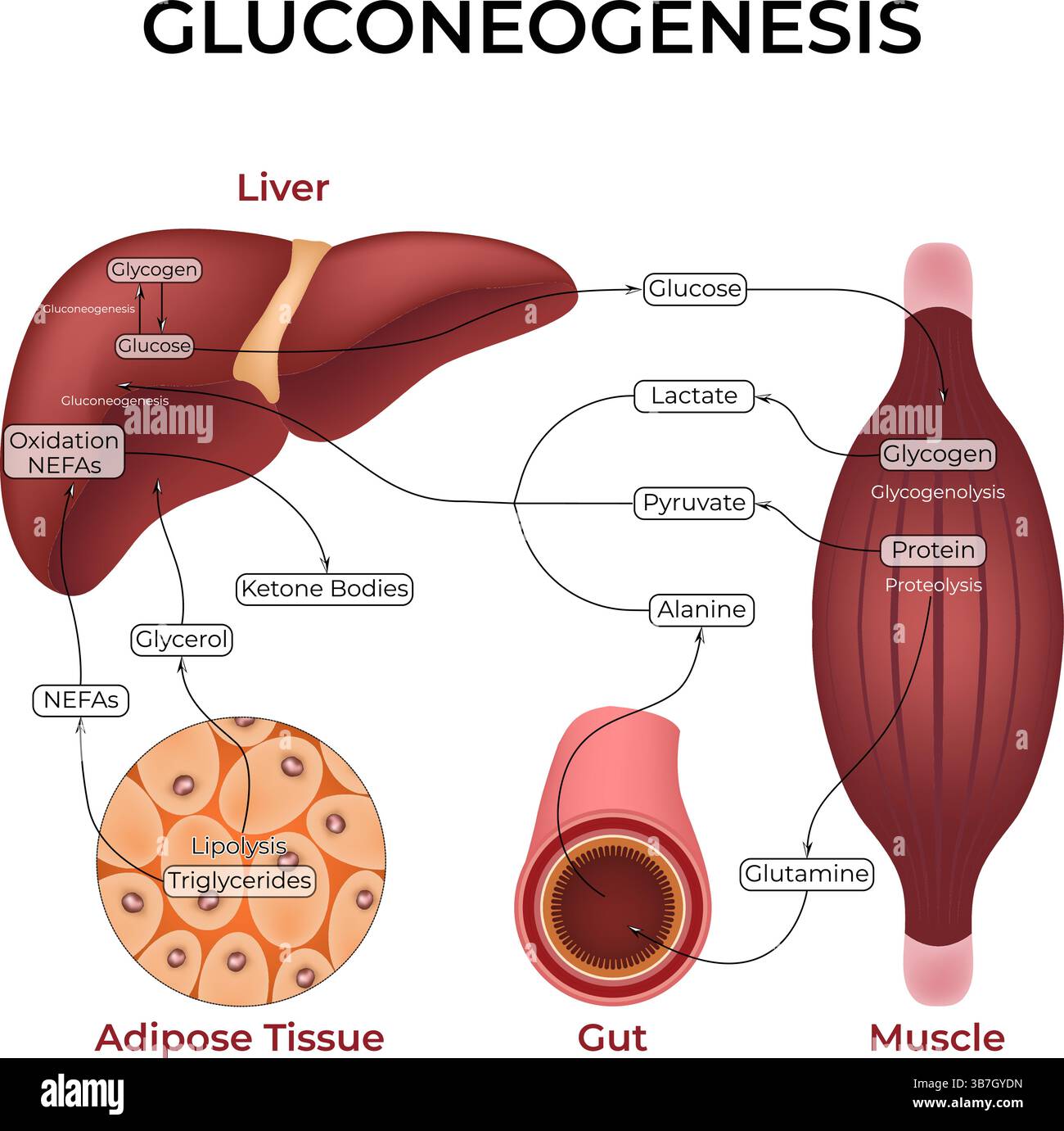Gluconeogenesis Pathway Design Vector Illustration Stock Vector