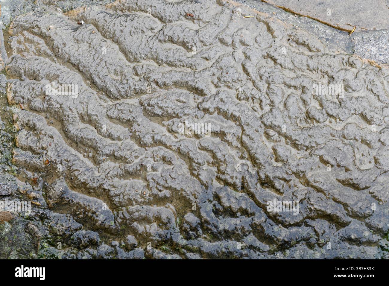 Fossilized ripple marks. Roda de Isábena, Ribagorza, Huesca, Aragón, Spain. Stock Photo