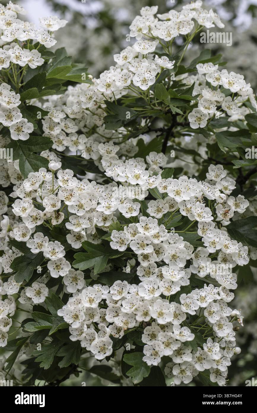 Hawthorn (Crataegus monogyna), blossoms, Emsland, Lower Saxony Germany Stock Photo