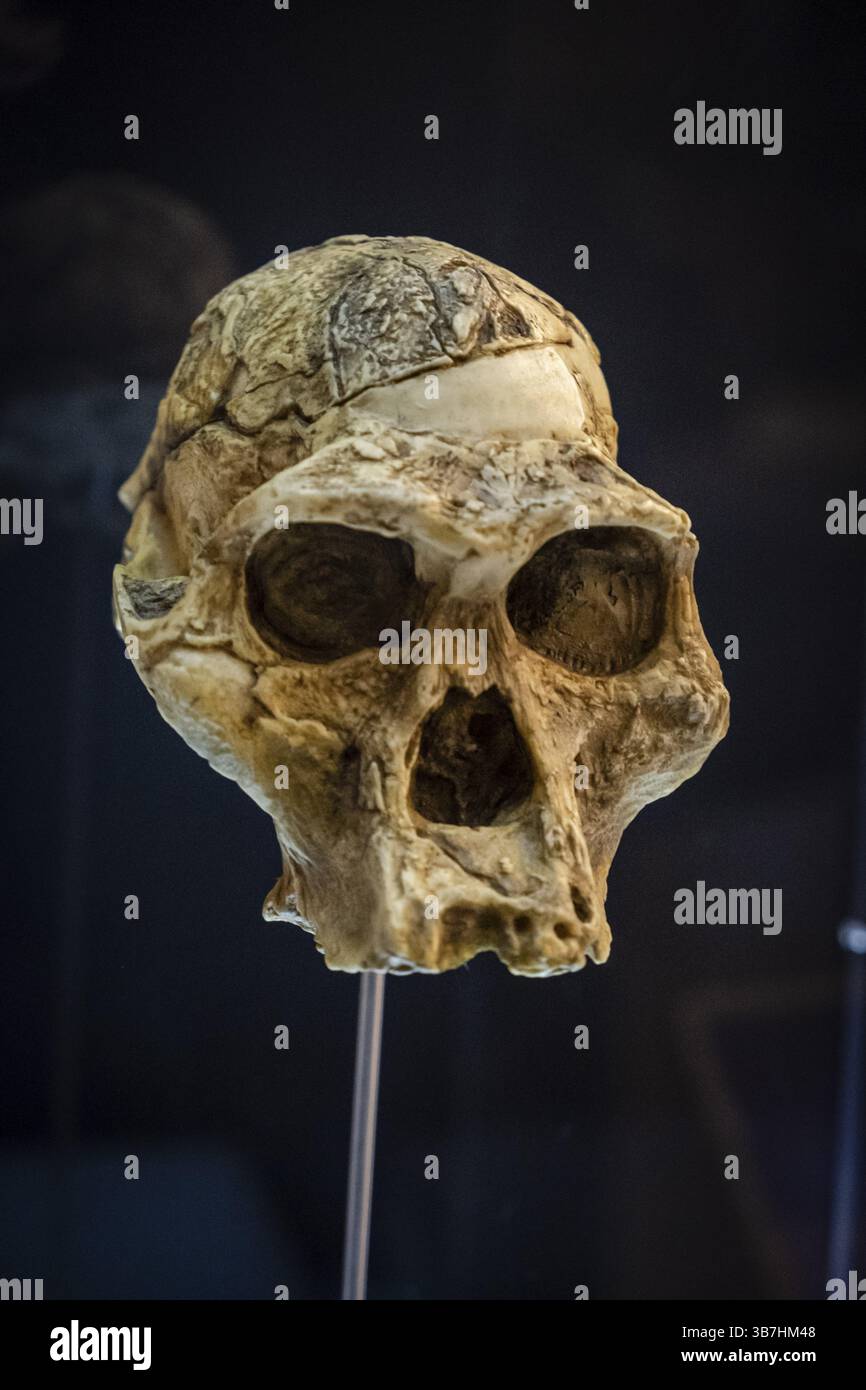 Australopithecus afarensis, skull replica, Museo de la evolucion humana, MEH, Burgos, Spain, Europe Stock Photo