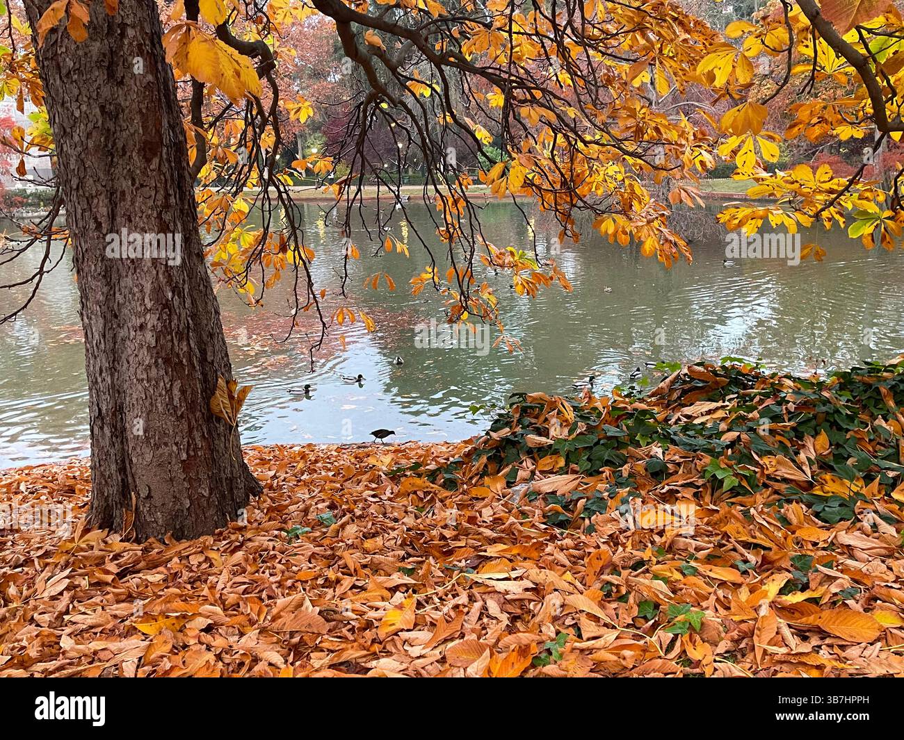 Autumn landscape. El Retiro park, Madrid, Spain. - Smartphone Captured Stock Image