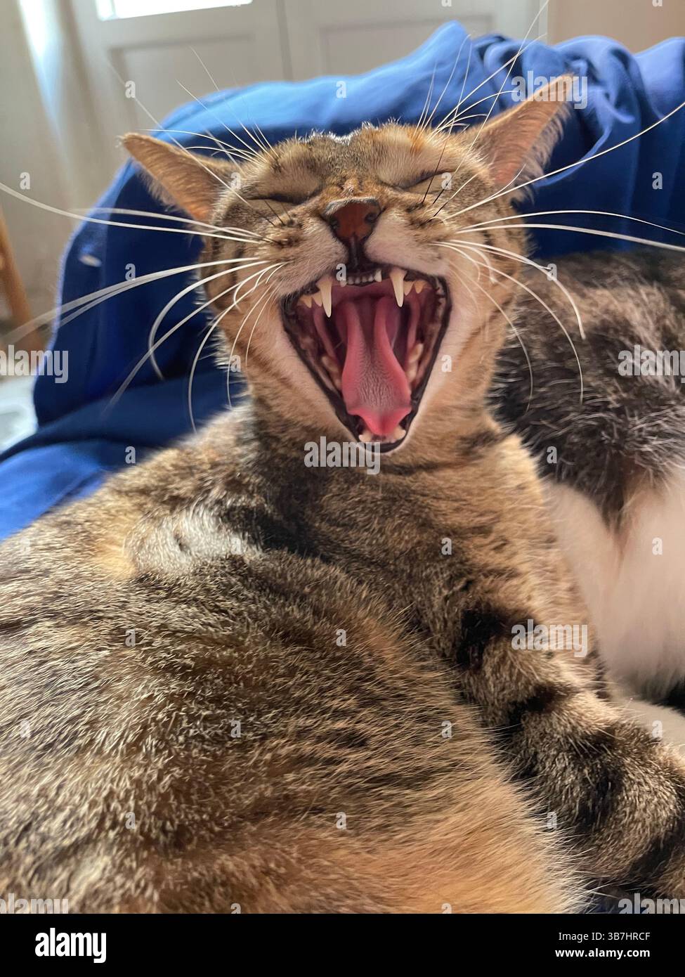 Tabby cat yawning - Smartphone Captured Stock Image