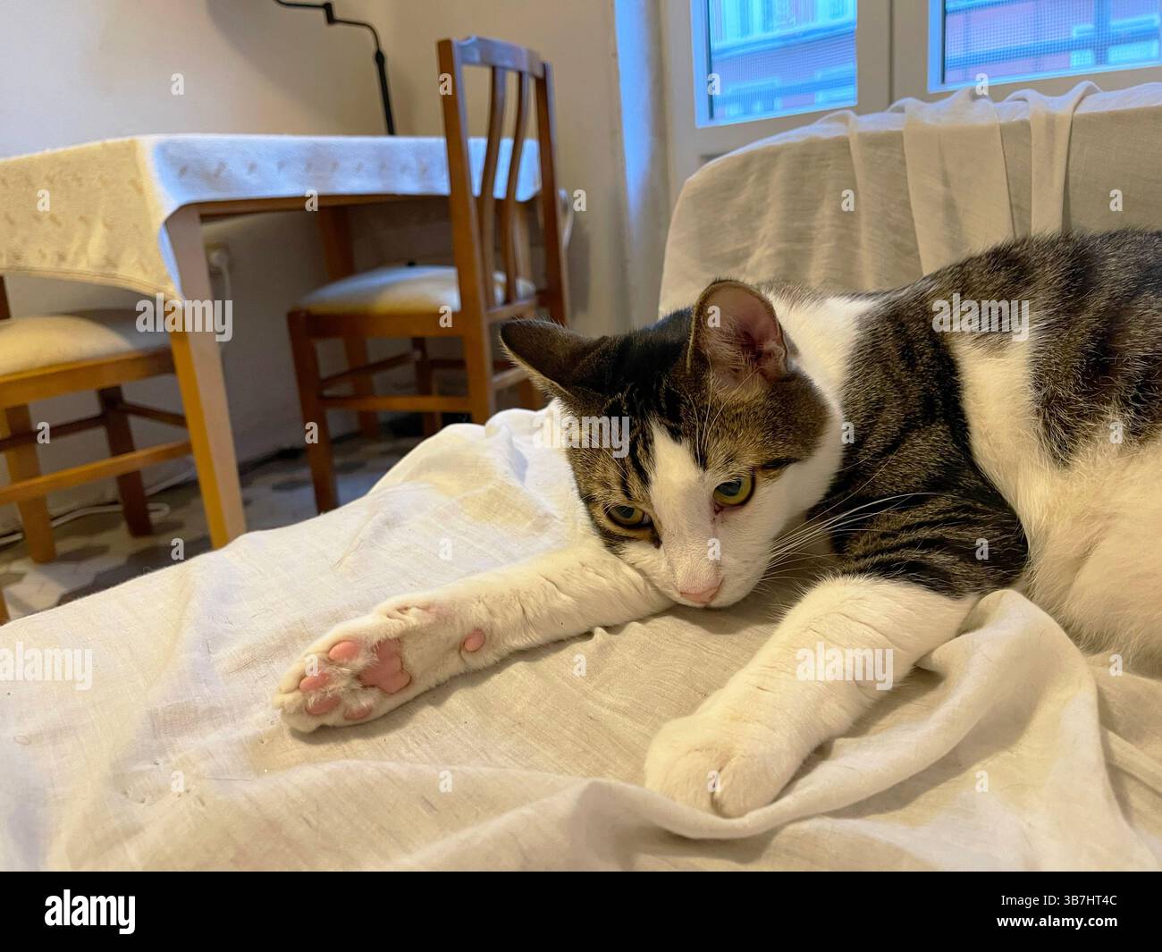 Tabby and white cat lying at home. - Smartphone Captured Stock Image