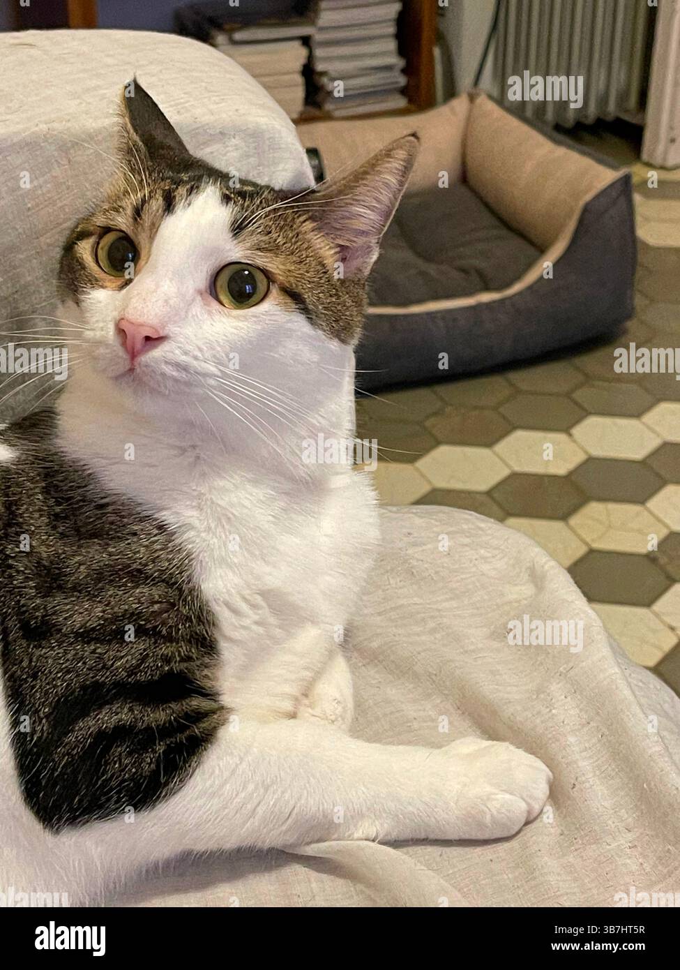 Tabby and white cat lying at home. - Smartphone Captured Stock Image