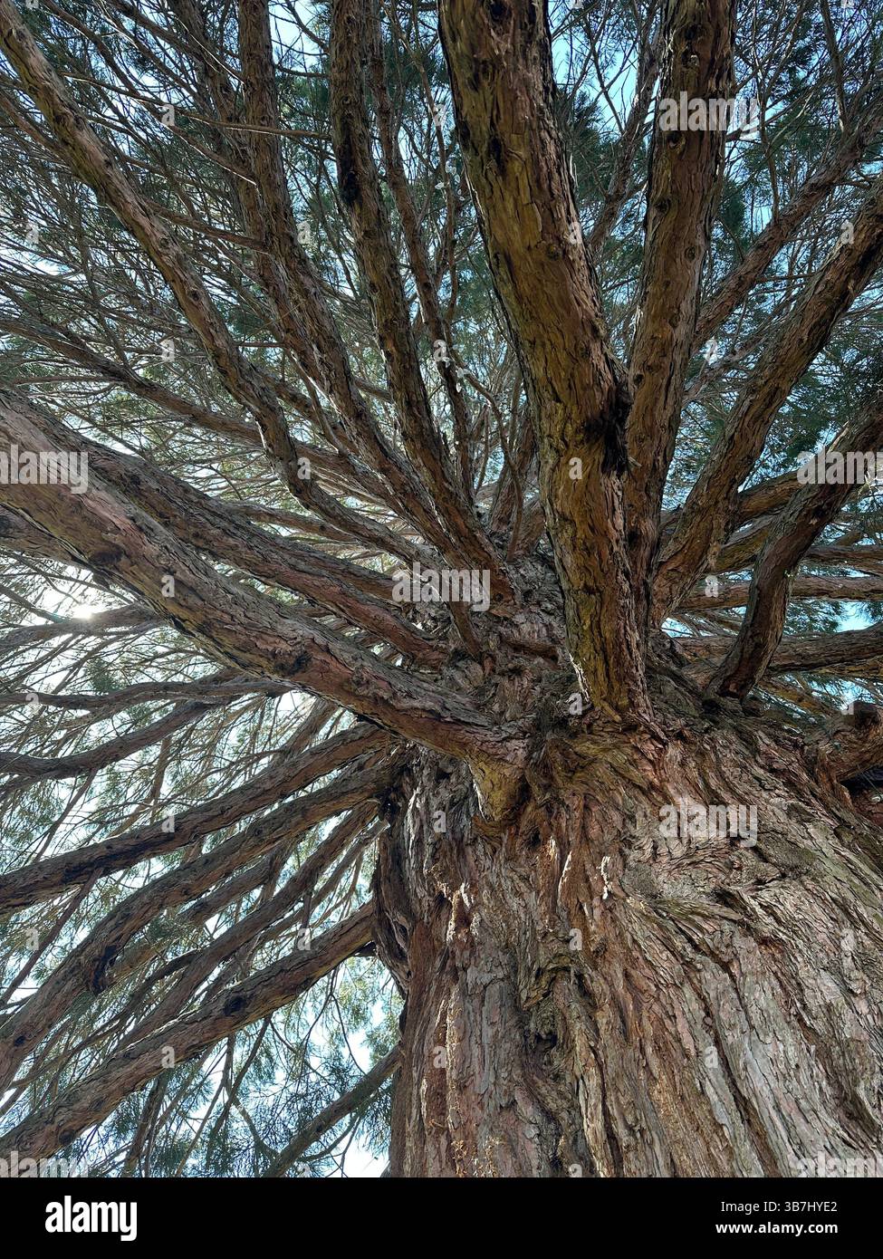 POV looking up into the branches of a Calocedrus decurrens - incense cedar tree. - Smartphone Captured Stock Image