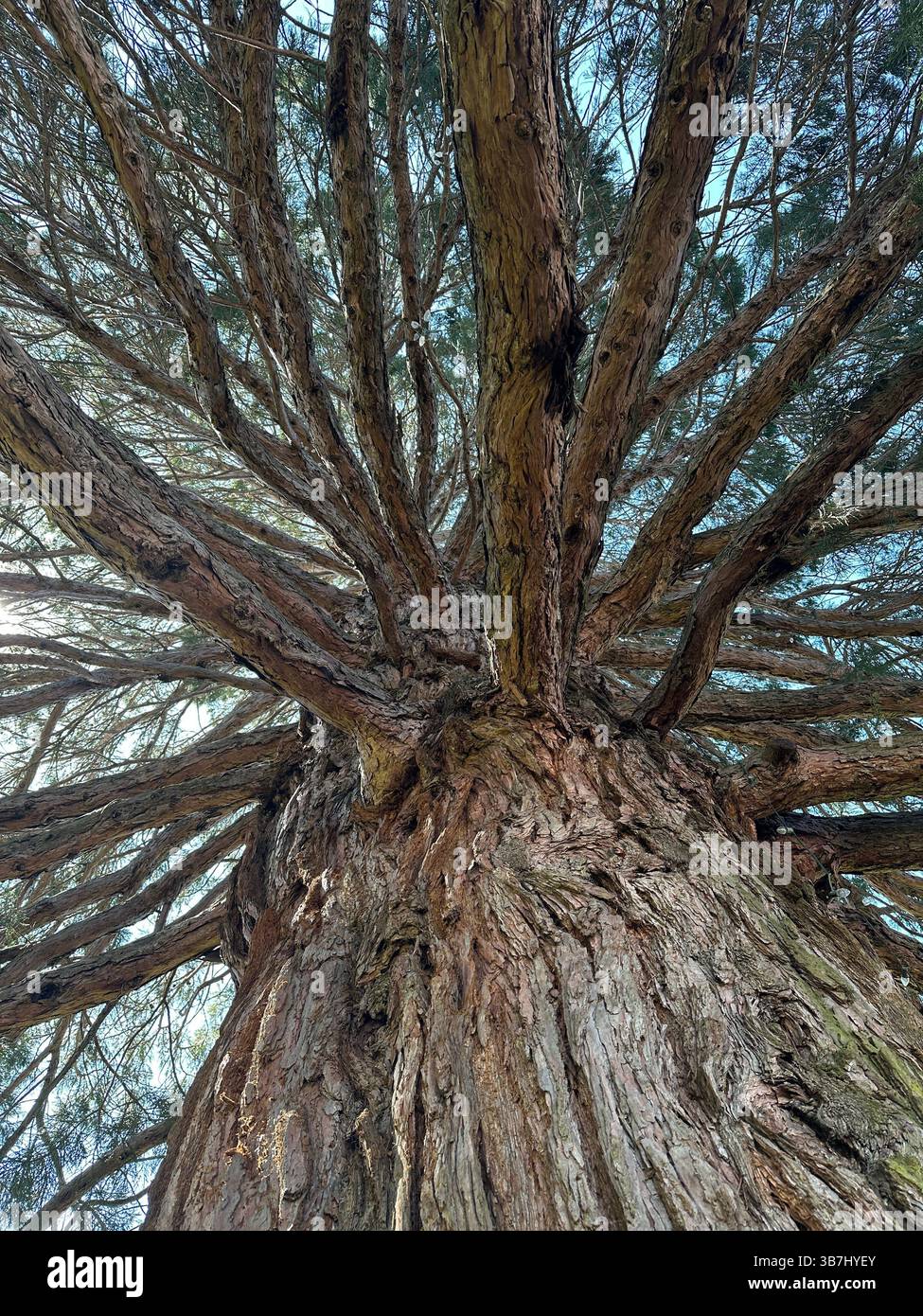 POV looking up into the branches of a Calocedrus decurrens - incense cedar tree. - Smartphone Captured Stock Image