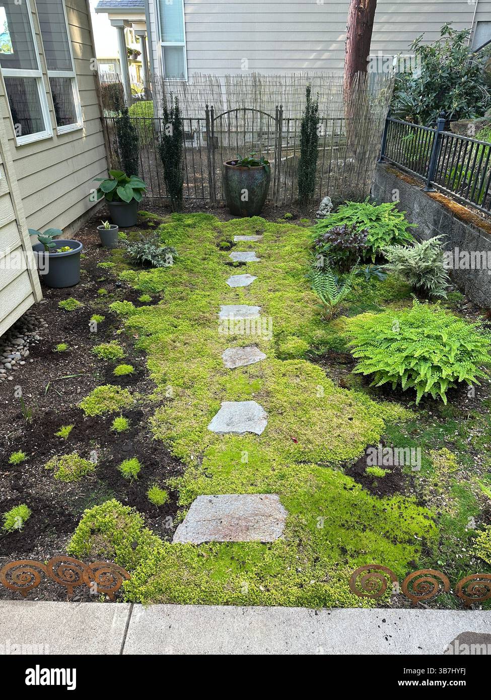 A shade garden with moss, stepping stones, ferns, and hosta plants. - Smartphone Captured Stock Image