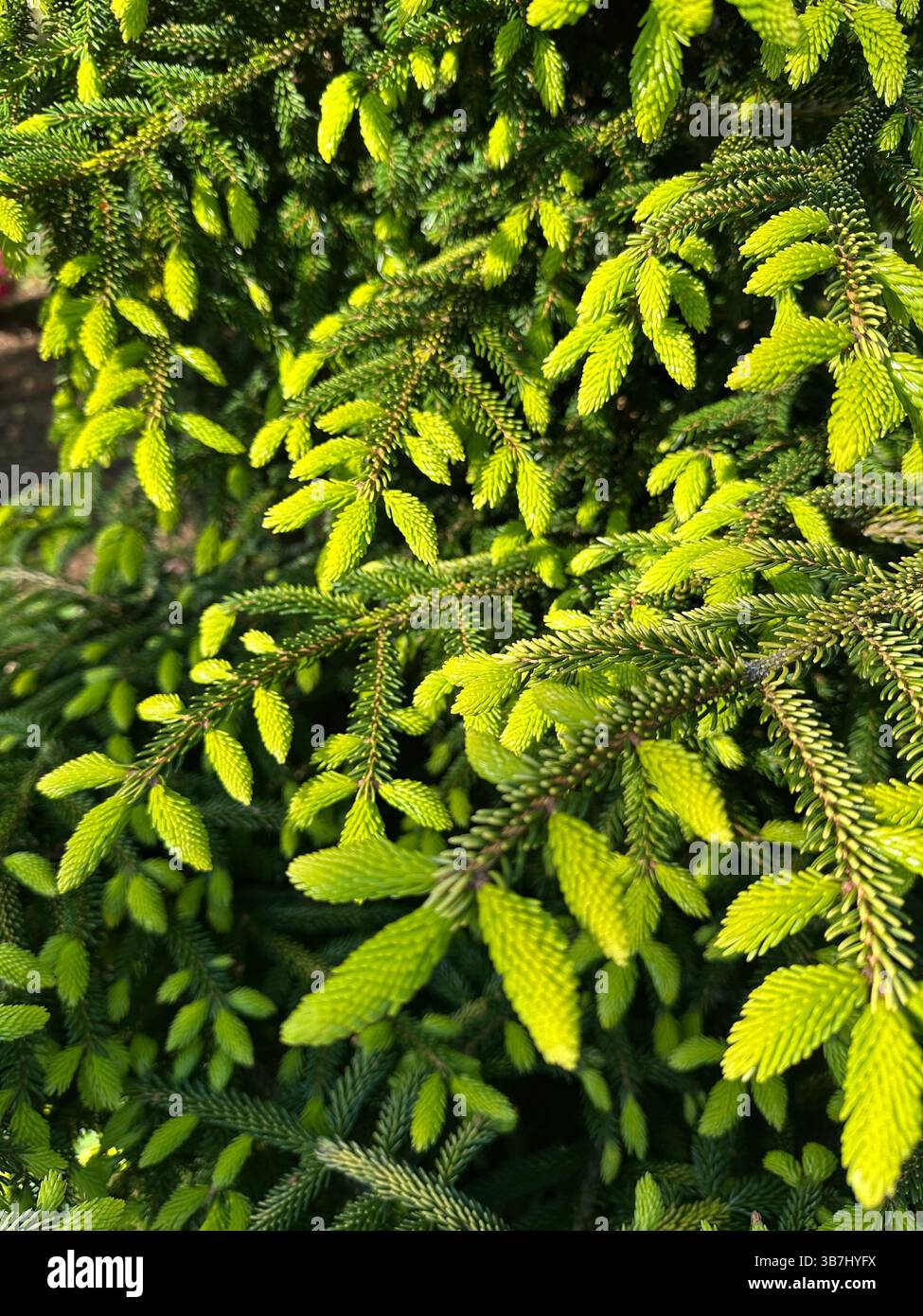 Picea orientalis - oriental spruce tree, with new light green shoots. - Smartphone Captured Stock Image