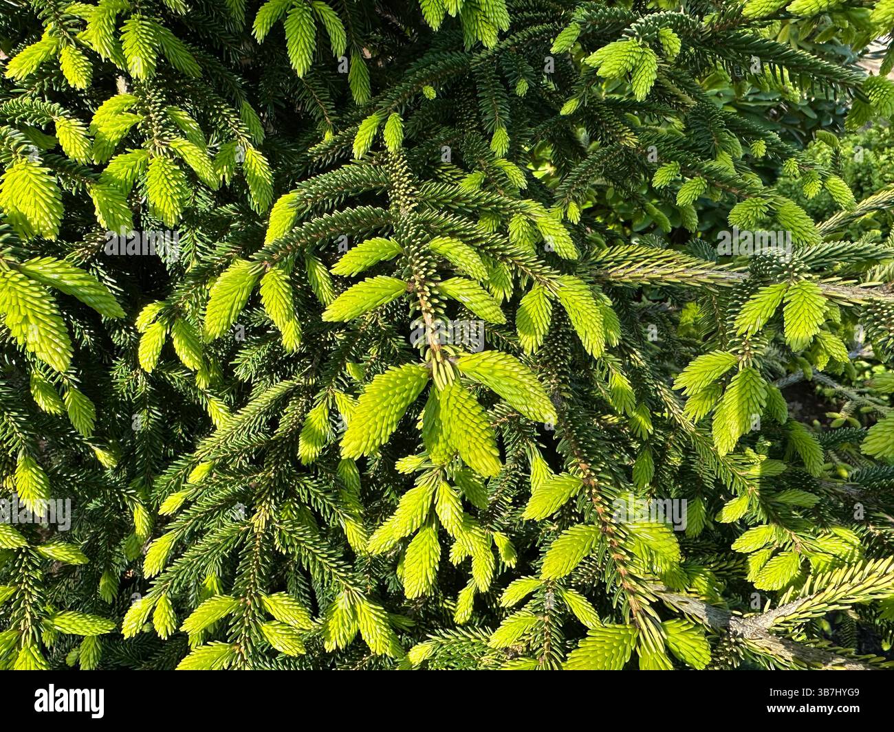 Picea orientalis - oriental spruce tree, with new light green shoots. - Smartphone Captured Stock Image