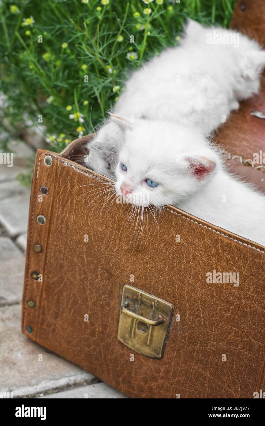 Little kittens playing in old suitcase.selective focus Stock Photo