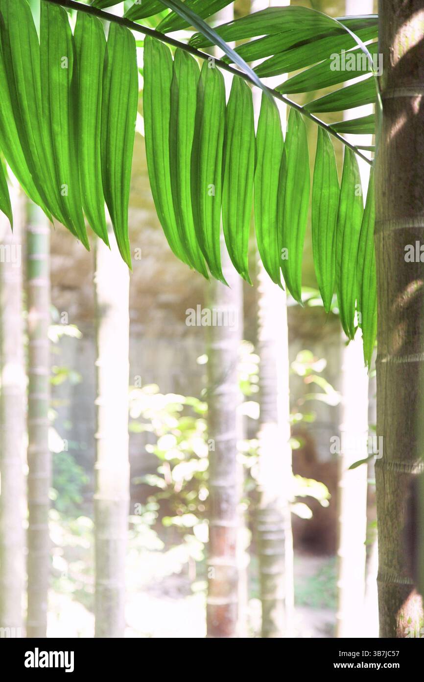 Tropical forest with areca palm (Areca catechu Stock Photo - Alamy
