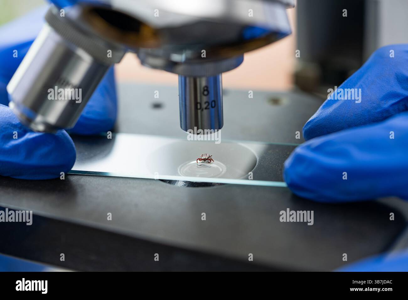 Microscope Hand Scratch Gloved hands under microscope hi-res stock photography and images - Alamy